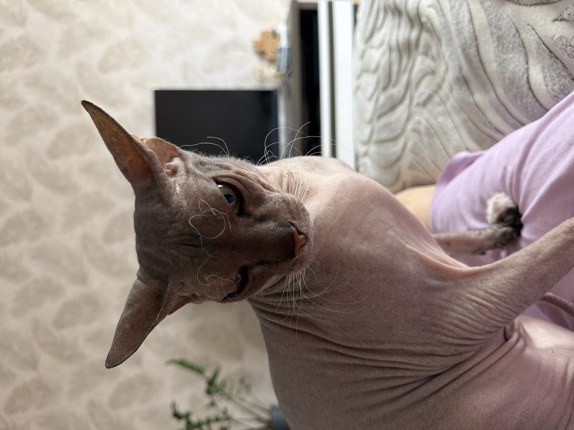 A close-up, eye-level, vertical shot shows a hairless Sphynx cat with pinkish-grey skin sitting on a person's lap, which is covered by a lilac-colored fabric. The cat's expression is stern, with its mouth slightly agape and its eyes looking directly at the camera. Its large, pointed ears are prominent, and a few stray white hairs are visible on its face and head.
In the background, a dark television screen is visible above a white and dark-toned entertainment unit. To the left of the cat's head, a blurry green plant in a pot is present. The overall environment appears to be an indoor setting, possibly a living room, with a textured, light-colored wallpaper on the wall behind the cat and a textured blanket on the right side of the frame. The lighting is soft, suggesting an indoor light source. There is no specific indication of the city of Izhevsk, Russia, in the image itself.