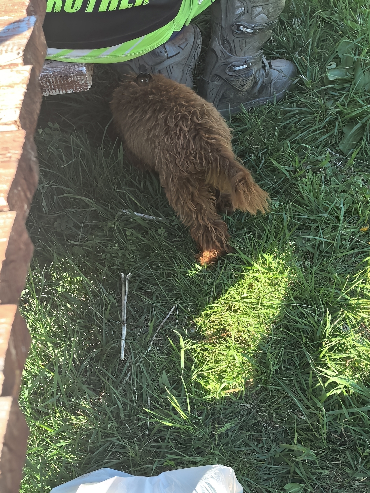 A brown, furry animal is located on a patch of green grass. The animal is positioned under a wooden structure or table, next to a person wearing dark-colored boots and a jersey with green and black accents. Part of a white plastic bag is visible at the bottom of the frame. The location is a grassy area, likely outdoors.