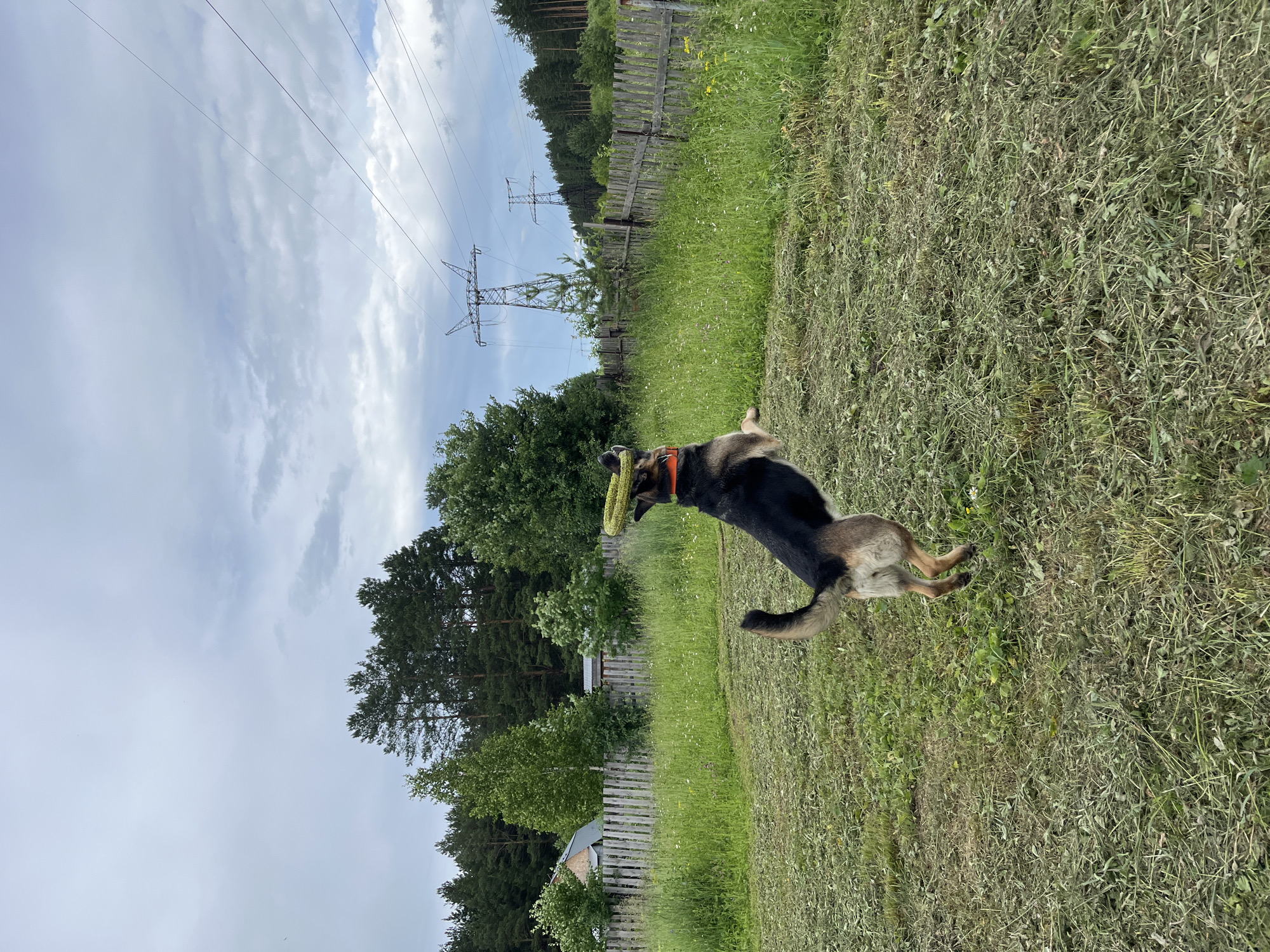 A German Shepherd dog wearing an orange collar is captured mid-air, jumping to catch a green ring toy. The dog is in a grassy yard with recently cut grass. In the background, there is a wooden fence, some trees, and power lines with two tall towers. The sky is overcast with clouds. The location appears to be a rural or suburban area, consistent with the outskirts of Nizhny Tagil, Russia, possibly a backyard or a park area.