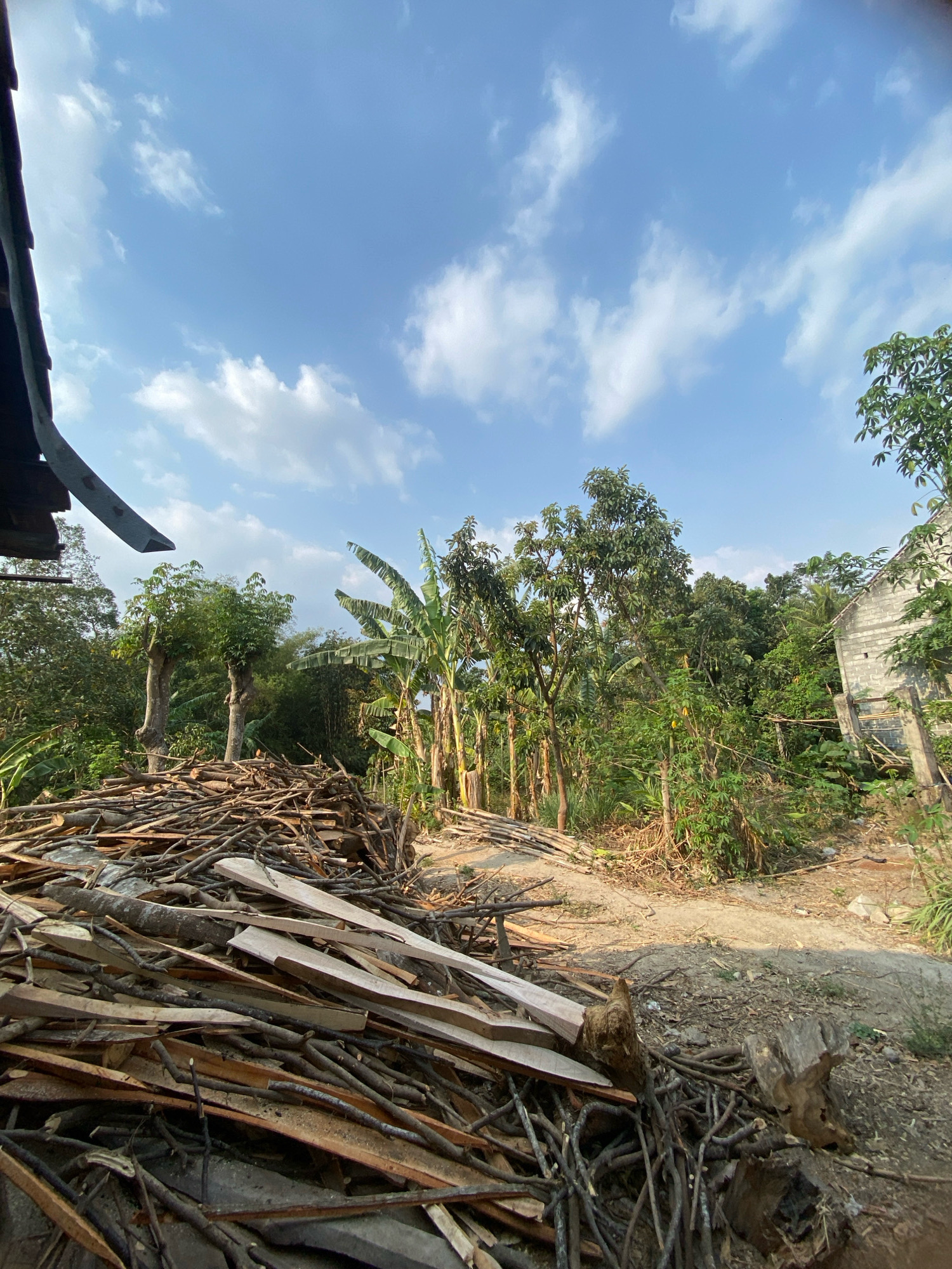 The image depicts an outdoor scene in Plosoklaten, Indonesia, characterized by a large pile of cut lumber and branches in the foreground. These materials are arranged on a dirt ground surface, some planks showing visible saw marks, suggesting recent processing. Behind the lumber pile, a dirt path winds through a lush green environment with various trees and vegetation, including banana trees. A partially visible building with a brick wall and a slanted roof is situated to the right of the frame. The sky above is a clear blue with scattered white clouds. The overall impression is one of a rural or semi-rural area with ongoing construction or wood processing activities.