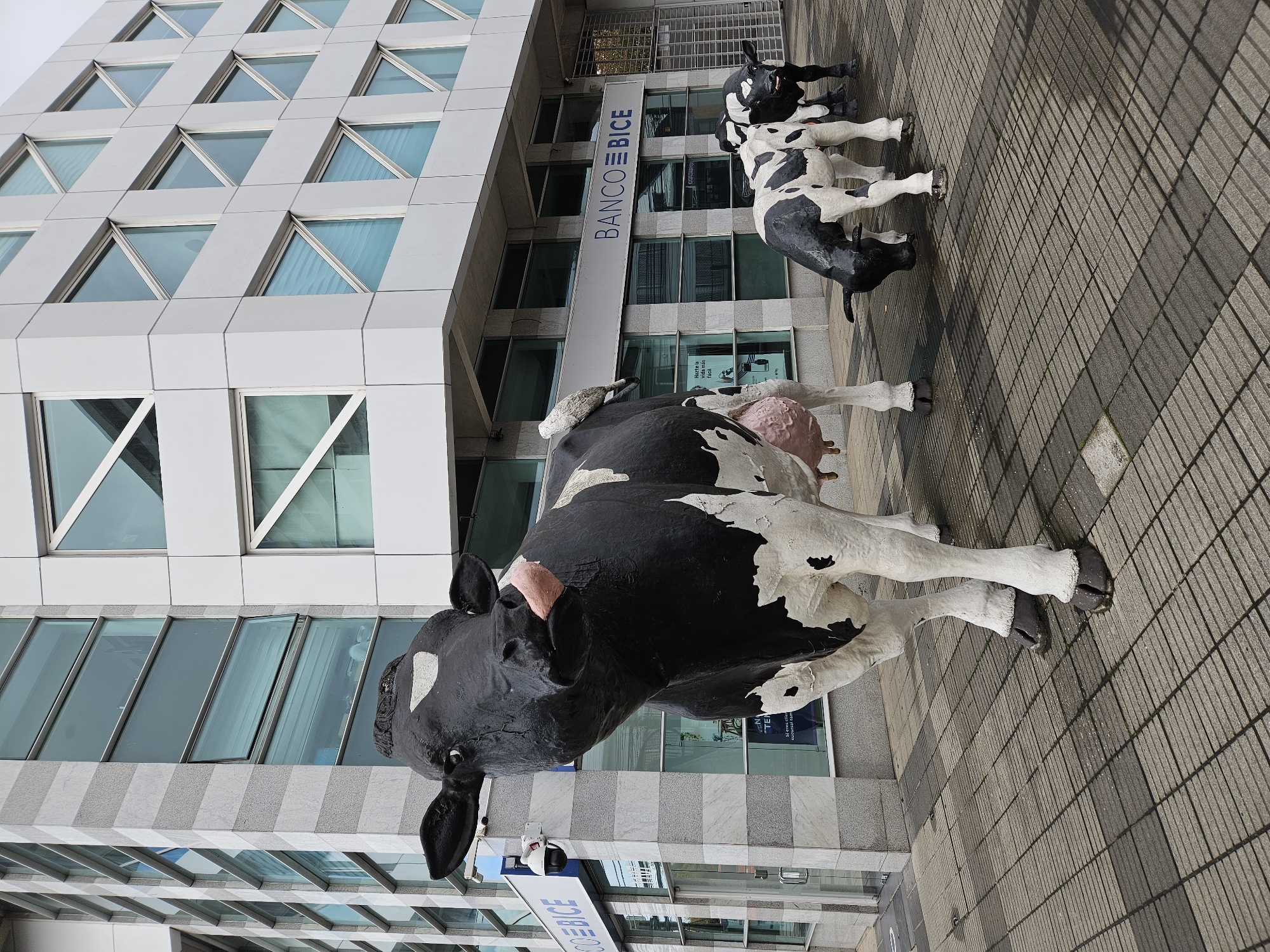 The image shows three black and white cow statues positioned in front of a modern building. The cows vary in size, with the largest one in the foreground and two smaller ones further back. The building is characterized by a grey and white facade with triangular windows and rectangular windows with a glass facade. A sign with the words "BANCO BICE" is visible on the building. The setting appears to be an urban environment, with a paved walkway. The photo was taken in Osorno, Chile.
