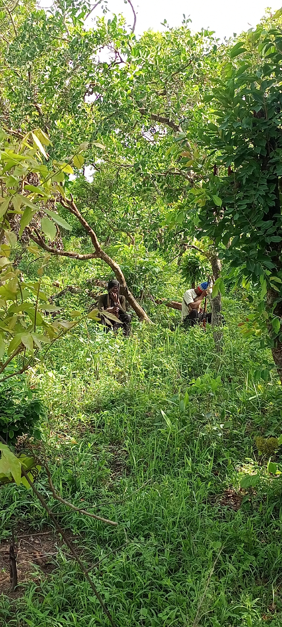 This vertical image depicts a dense, verdant forest or bushland environment in Otunade, Nigeria, during daylight hours. The scene is dominated by lush green foliage, including tall trees with numerous leaves and thick undergrowth of grass and smaller plants. Sunlight filters through the canopy, creating varied lighting conditions.
Two men are visible within the vegetation. On the left, a man is seated or squatting under a large, gnarled tree branch that extends horizontally across the middle of the frame. He wears dark clothing and a dark head covering and appears to be holding a small object to his mouth, possibly smoking or chewing something. His posture suggests a moment of rest or contemplation.
To the right, another man is also seated or crouched amidst the greenery, near a tree trunk. He wears a light-colored shirt and a blue and white cap. He appears to be focused downwards, possibly interacting with the tree or the ground, though the specific activity is unclear. A tool or object might be near his hands.
The ground is covered in dense, tall green grass and scattered dry leaves or soil. The overall impression is one of a secluded natural setting, with the men seemingly engaged in quiet activities within the deep woods. No visible text is present in the image.
