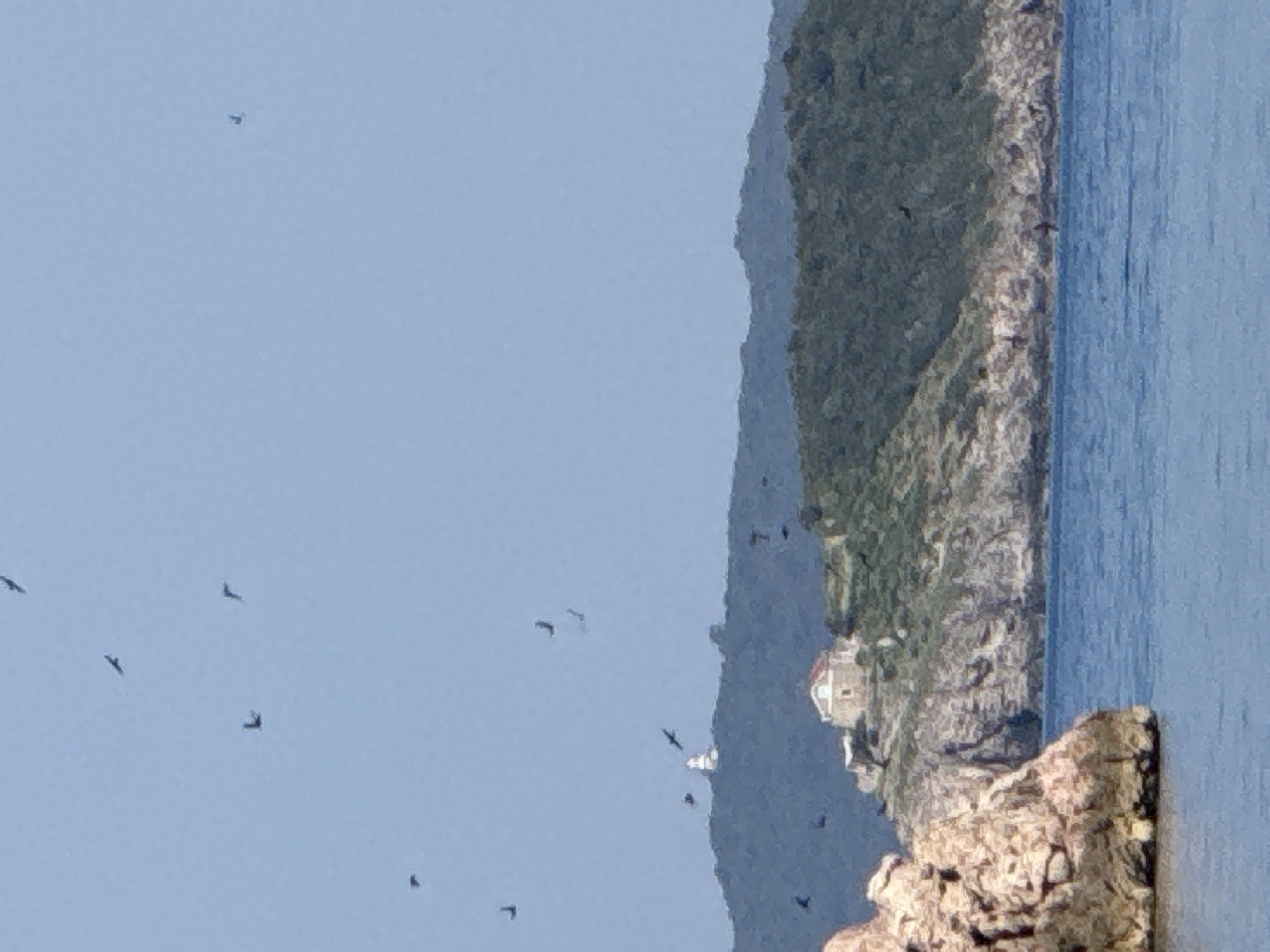 In the city of Pržno, Montenegro, a body of water, likely the Adriatic Sea, occupies the lower portion of the image, reflecting a clear sky. On the right, a rocky coastline is visible, with a verdant hillside rising behind it, dotted with trees. Perched atop this hill is a small, light-colored building with a red-tiled roof. Further up the hill, a white lighthouse stands prominently. The sky above is a pale blue, populated by numerous dark-colored birds in flight. A large, textured rock formation dominates the lower left of the frame.