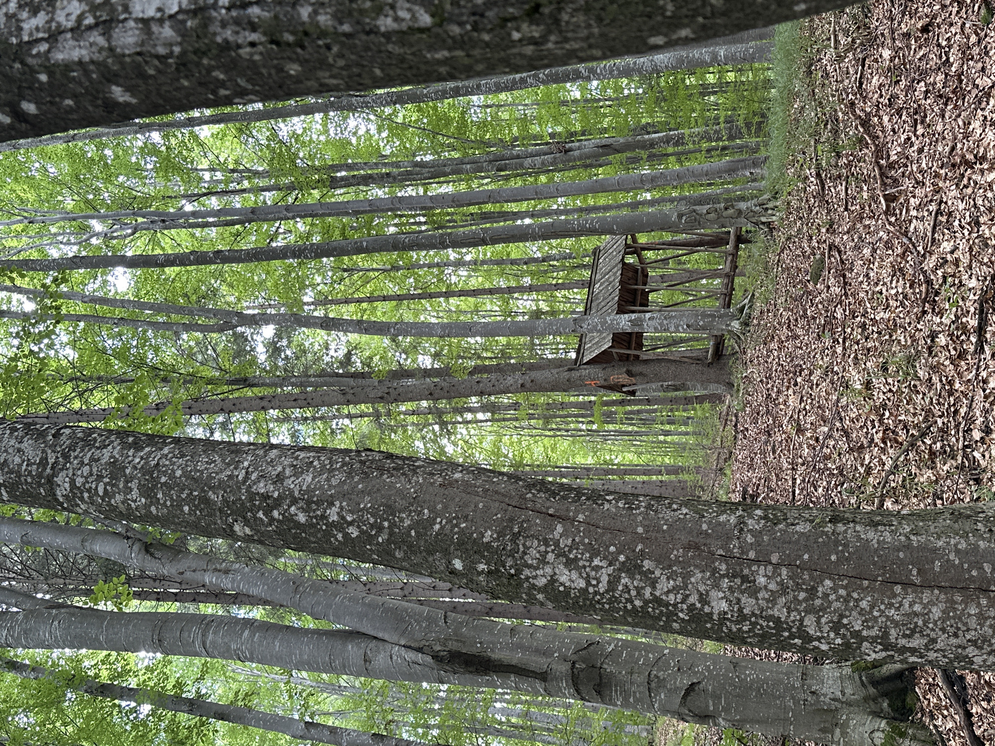 The image depicts a densely wooded area, likely a forest, with tall, slender trees predominantly featuring light grey bark with patches of lighter lichen. The ground is covered in a thick layer of fallen brown leaves, interspersed with some green undergrowth and twigs. In the mid-ground, a wooden structure resembling a feeding station or a small shelter is visible. The structure has a sloped, wooden roof and is supported by wooden posts. The scene is set in the city of Mitocu Bălan, Romania, indicated by the context provided. The lighting suggests it is daytime, with sunlight filtering through the dense canopy of green leaves, creating dappled light on the forest floor. There are no people or animals visible in the image.