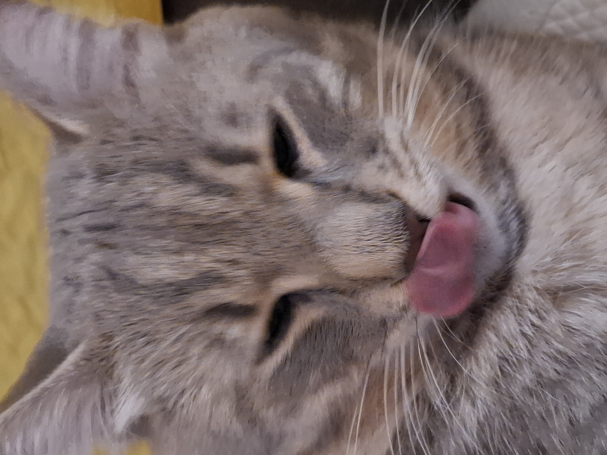 The image is a close-up, vertical shot of a tabby cat's face. The cat has grey and brown striped fur, with light-colored whiskers. Its eyes are partially closed, and its pink tongue is sticking out, licking its nose. The background is a blurry yellow surface. There are no visible elements that would indicate a specific location in Zemun Urban Municipality, Serbia.