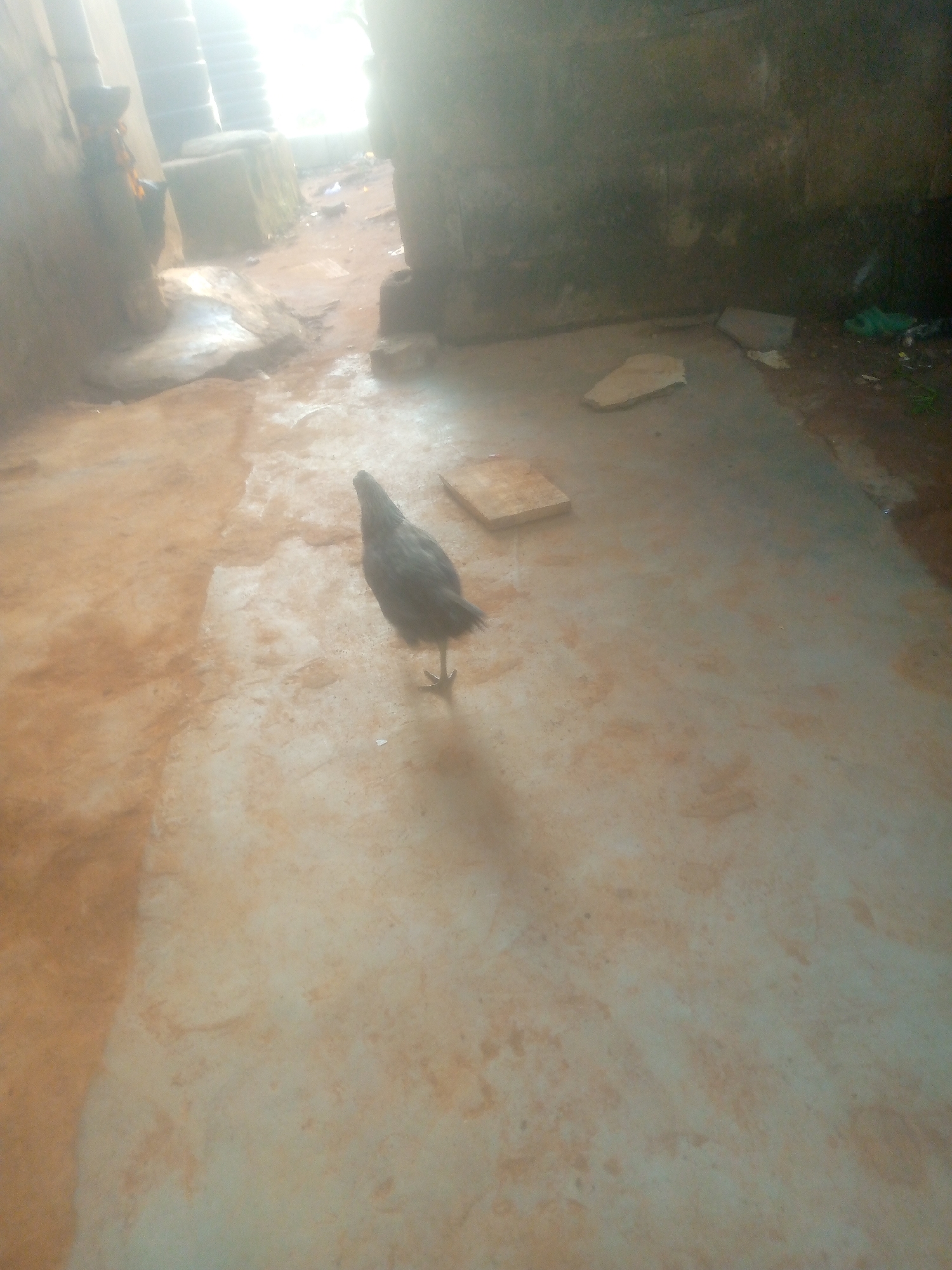 The image depicts an indoor or semi-enclosed, utilitarian space, likely a shed or a storage area, with a single dark-feathered bird, resembling a chicken, as the main subject. The bird stands centrally on the light-colored floor, facing away from the viewer towards a bright, overexposed area in the background, which appears to be an open doorway or window letting in strong sunlight. Its shadow is cast directly beneath it.
The floor is a mix of light grey concrete or cement patches and areas stained with reddish-brown dirt or mud, indicating an uneven and possibly damp surface. Several flat, light-colored, rectangular objects, possibly concrete slabs or tiles, are visible on the floor towards the middle and background. The walls on the left and right are dark, rough-textured, and appear weathered, suggesting construction from concrete blocks or stone. On the far left, a dark, possibly textile or plastic, object hangs on the wall.
The background is dominated by an intense, bright white light, obscuring details beyond the immediate foreground but confirming it is daytime. Some faint debris or litter can be seen in the dimly lit corners of the background on the right. No people or visible text are present. The scene conveys a rustic and unadorned setting.