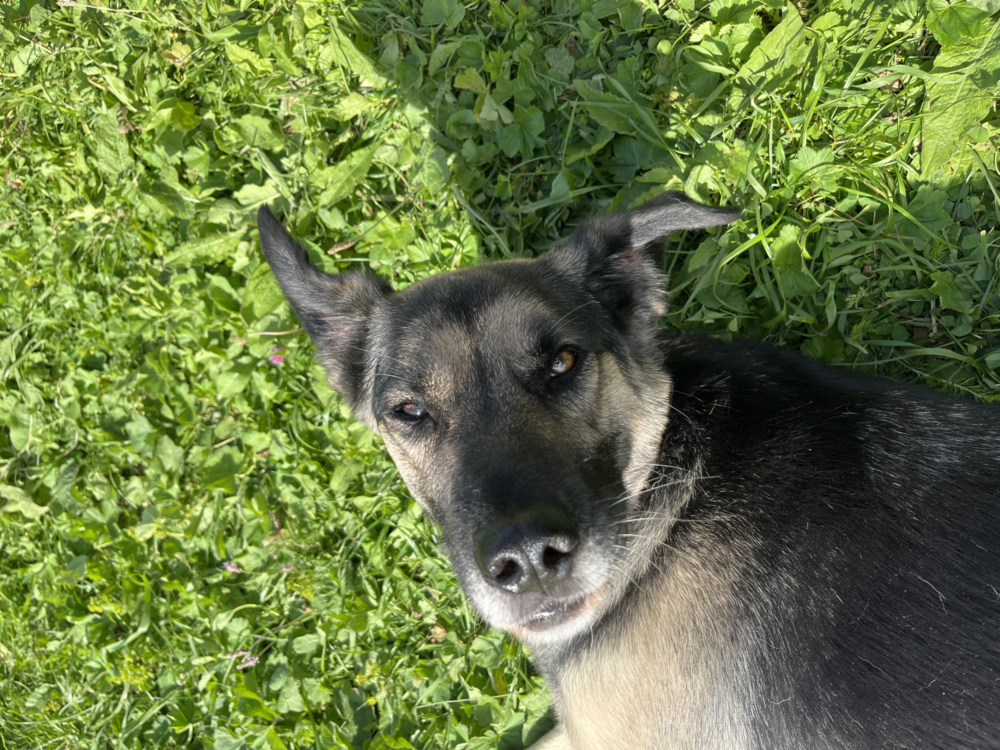 A medium shot, taken from a high angle, shows a dog lying on its back in a patch of green grass. The dog's head is tilted to the left, and it is looking up at the camera with its mouth slightly open, revealing its tongue. The dog's fur is a mix of black and tan, and it has a long, bushy tail. The grass is green and lush, with some small wildflowers scattered throughout. The sun is shining brightly, casting shadows on the ground. The image was taken in the city of Nizhny Tagil, Russia.