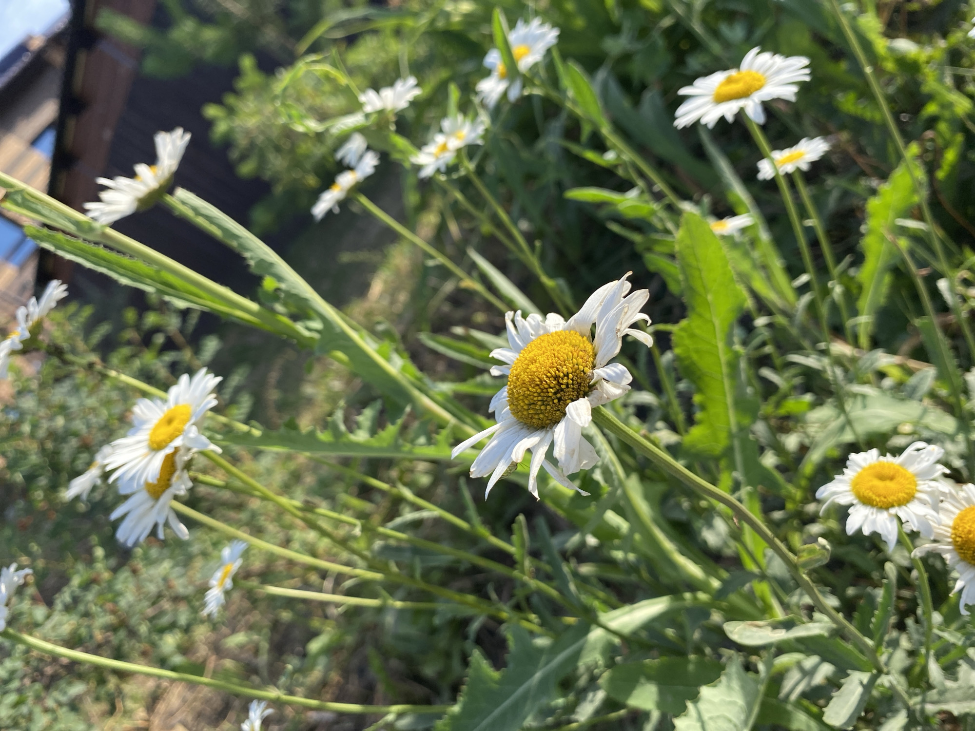 A close-up, slightly angled shot captures a patch of white and yellow daisies in bloom against a backdrop of lush green foliage. The flowers, with their characteristic white petals and bright yellow centers, are the primary subjects. Some of the daisies are in sharp focus, particularly one in the foreground to the right, with its petals slightly frayed, and another slightly behind and to the left. Other daisies are softer and appear in the background, scattered amongst the greenery. The setting is a natural outdoor environment, likely a garden or meadow, given the dense growth of plants. Sunlight filters through the scene, suggesting it is daytime, possibly morning or afternoon, with a soft, natural light illuminating the flowers.
The leaves are a vibrant green, with some appearing broad and others long and slender, typical of various herbaceous plants that might grow alongside daisies. The overall impression is one of a peaceful, natural setting during the warmer months. There are no people or animals visible in the image, and the focus remains entirely on the botanical subjects and their surroundings. No text is visible in the image. The presence of a wooden structure, partially visible in the upper left corner, hints at a domestic or semi-rural location. The gentle lighting and the bloom of the flowers evoke a sense of calm and natural beauty. The scene is set outdoors, in Ozernyi, Russia.