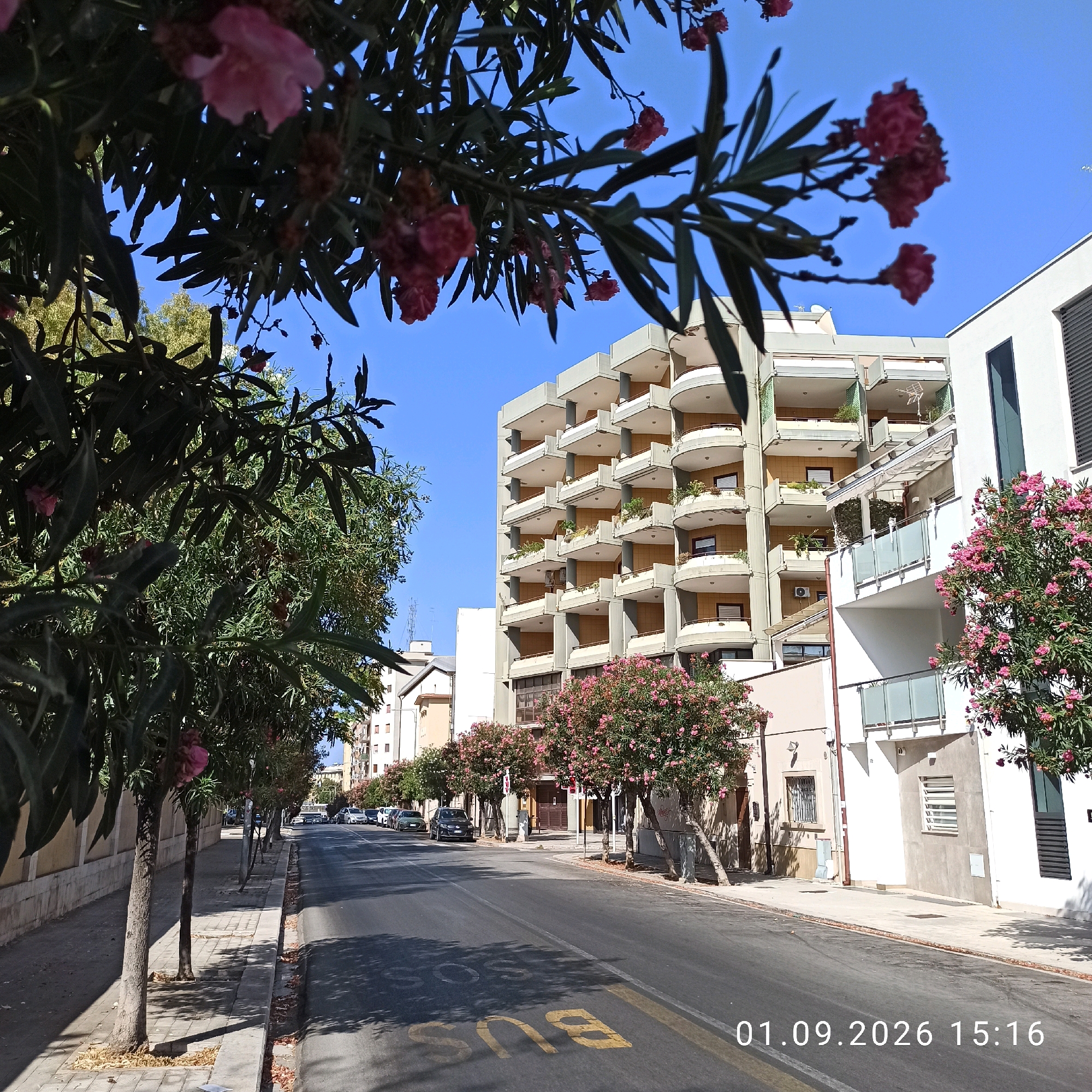 The image depicts a street scene in Bari, Italy, likely captured on a sunny day. In the foreground, trees with pink flowers are prominent, some in bloom, casting shadows on the sidewalk and road. The street is asphalted and has yellow markings, including the word "BUS" painted on the road surface. Several cars are parked along the street and more are visible further down.
On the right side of the street, there are modern apartment buildings with multiple balconies adorned with plants and railings. One building is white with dark windows, while another is a lighter color with a repeating pattern of balconies supported by columns. On the left side of the street, there is a lower wall and more trees. The sky is a clear blue.
A timestamp is visible in the bottom right corner of the image, reading "01.09.2026 15:16". There are no people clearly visible in the image. The scene conveys a sense of urban life in a Mediterranean climate.