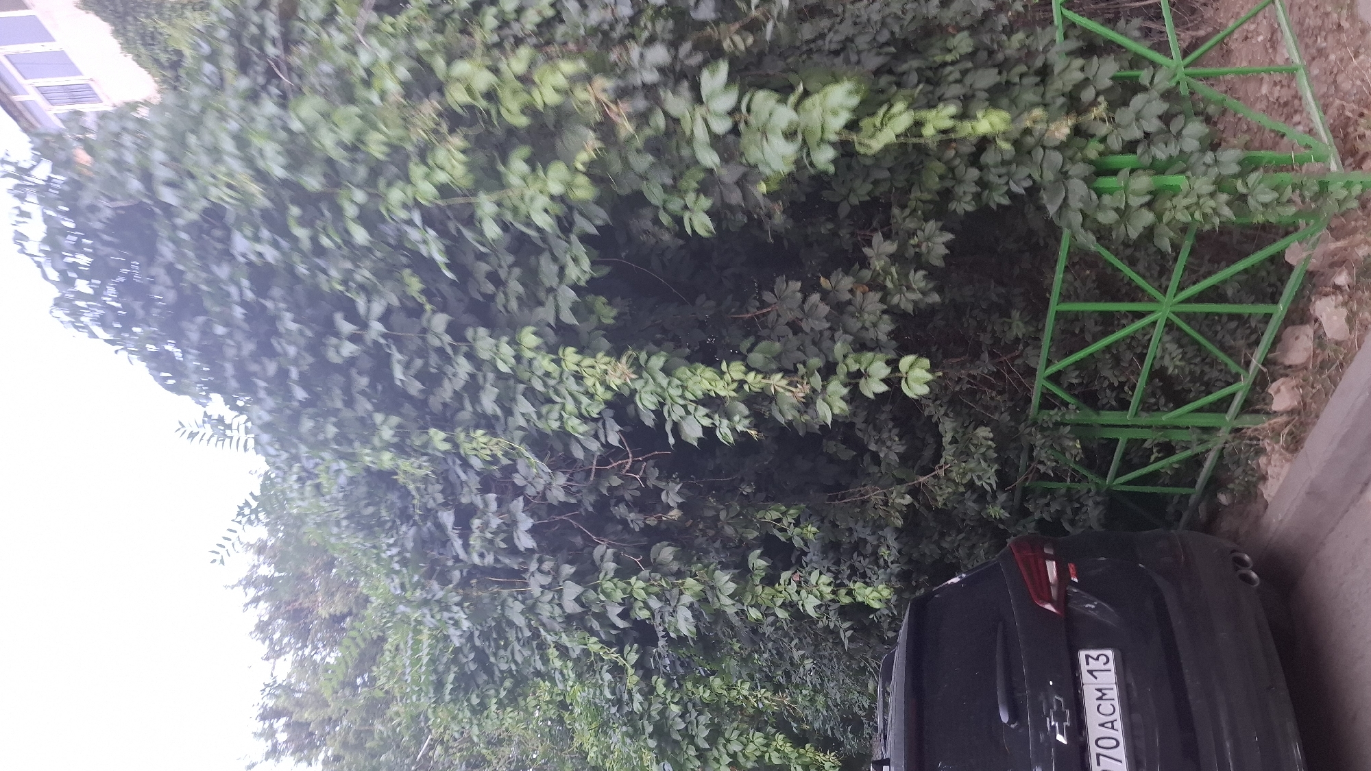 The image depicts a street scene in Shymkent, Kazakhstan, dominated by thick green foliage of ivy vines. A dark-colored SUV is parked on the left side of the frame, with its rear partially visible. The vehicle's license plate, featuring Cyrillic characters and numbers, is partially obscured by the foliage but appears to read "970 ACM 13." A bright green metal fence with a geometric design runs horizontally across the middle of the image, separating the foliage from the street. The ground consists of a paved surface and some dirt with scattered stones. In the background, the upper portion of a building with windows is visible, partially covered by the dense vegetation. The overall impression is of an urban environment partially reclaimed by nature.
