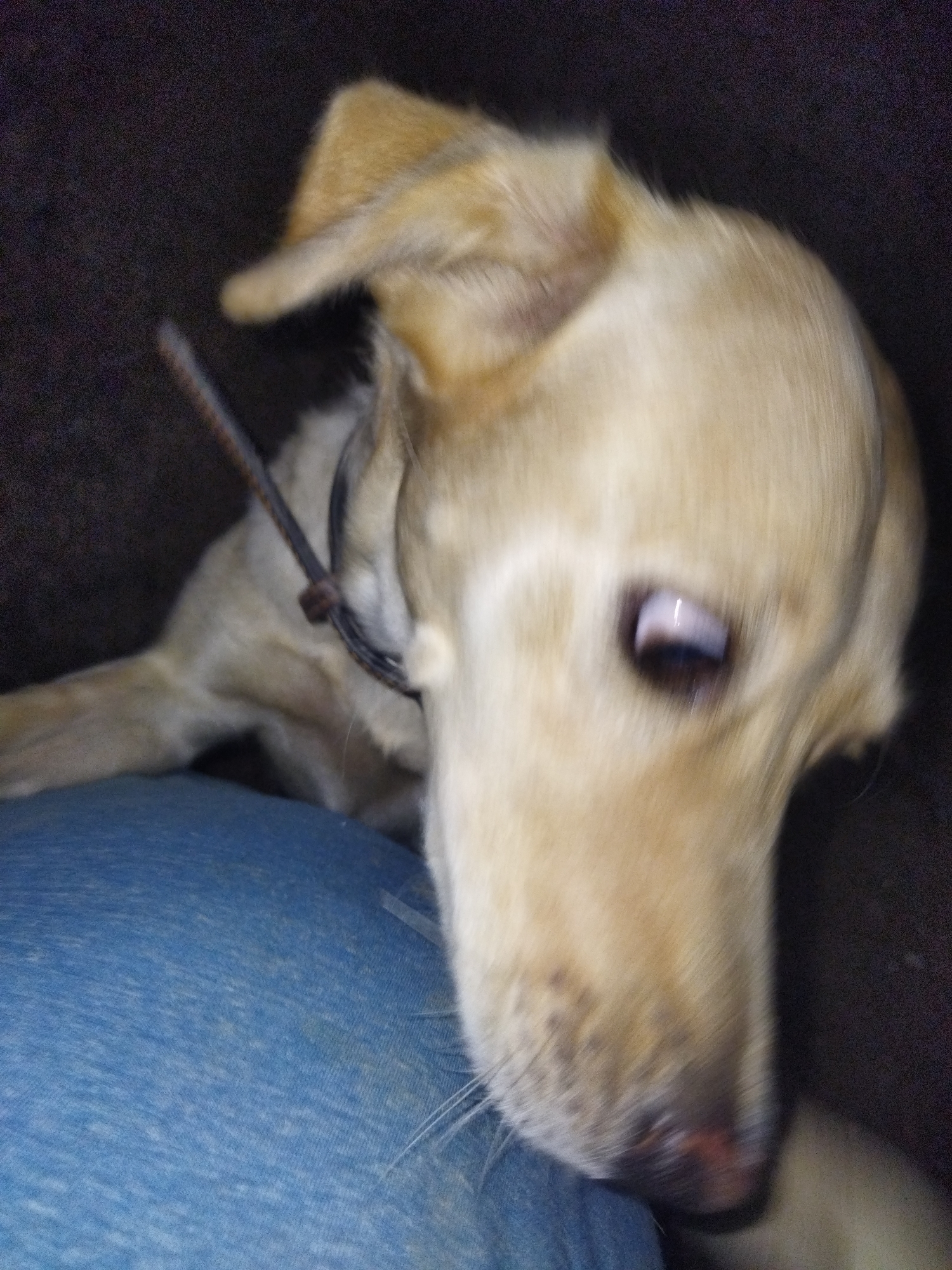 A blurry image depicts a light-colored dog resting on a person's lap. The dog is wearing a collar and leash. The background is dark. The location is not discernible from the image.