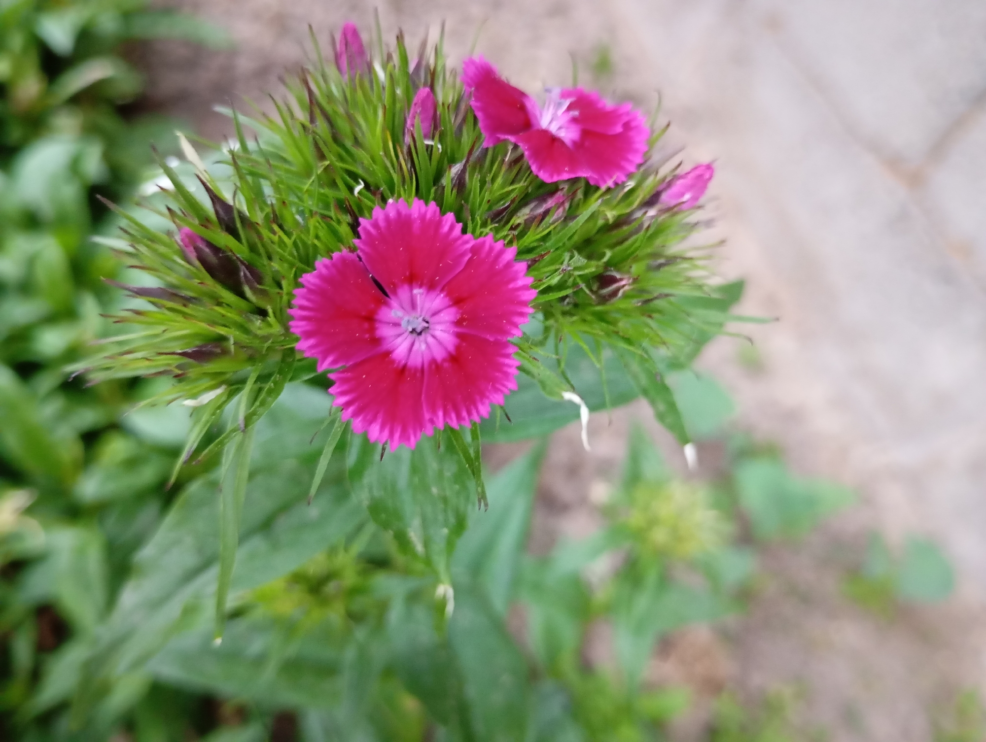 The image shows a close-up of a cluster of pink sweet William flowers (Dianthus barbatus). The flowers are vibrant pink with a darker pink center. The plants have grass-like green foliage and are set against a blurry background of green foliage and tan stone slabs. The location is Unknown, Unknown.