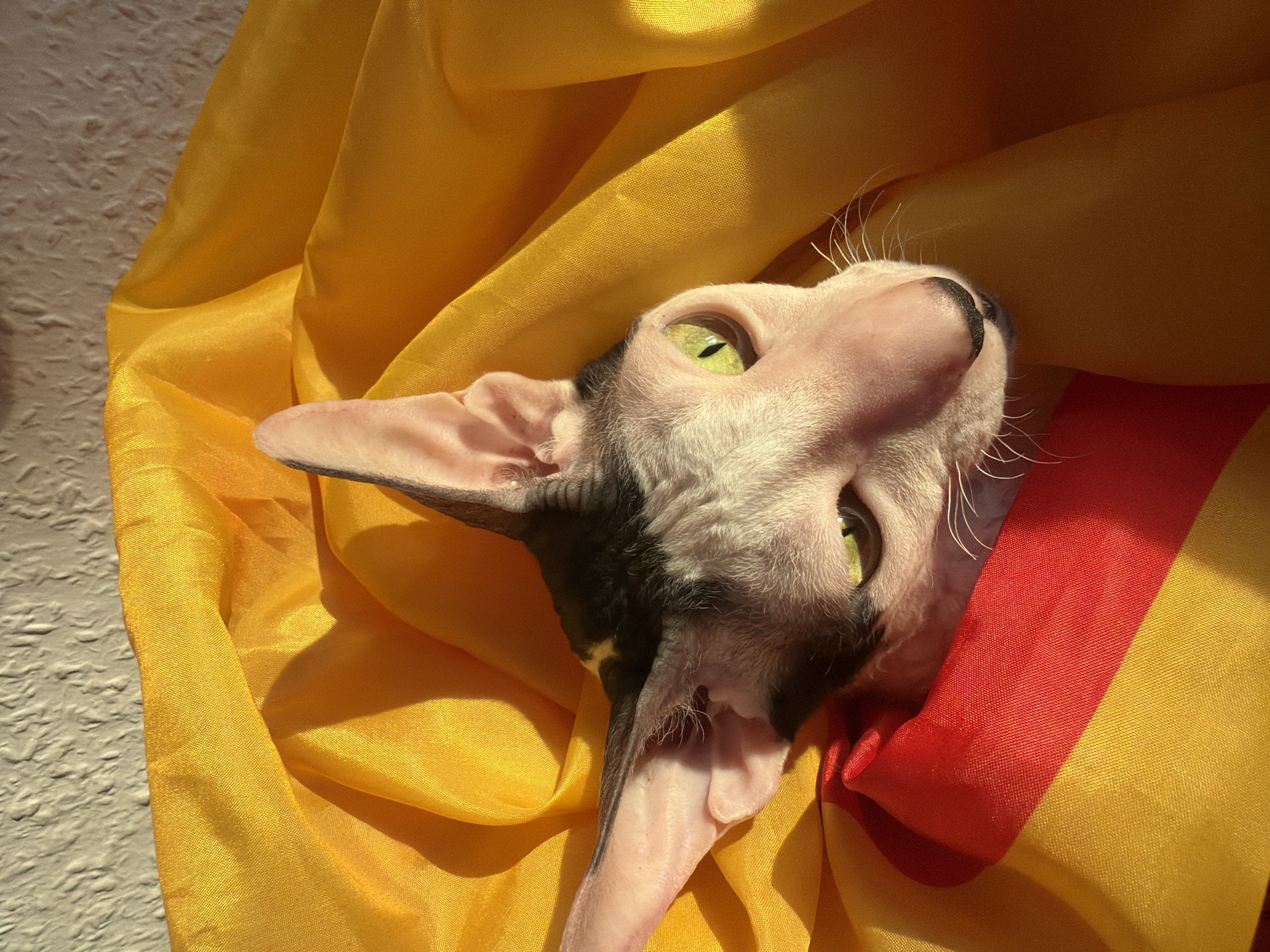 The image shows a close-up of a hairless cat with green eyes, wrapped in a draped yellow and red fabric. The fabric appears to be a flag or banner, with distinct stripes of red and yellow. The cat's head is partially visible, with its ears perked up. The background is a textured, light-colored wall, suggesting an indoor setting, possibly near a window due to the lighting and shadows cast on the fabric. The lighting suggests it is daytime. The cat's fur is patchy black and white, characteristic of some breeds like the Sphynx. The image is taken from a high angle, looking down at the cat. There is no indication of the city of Yekaterinburg, Russia, within the image itself.