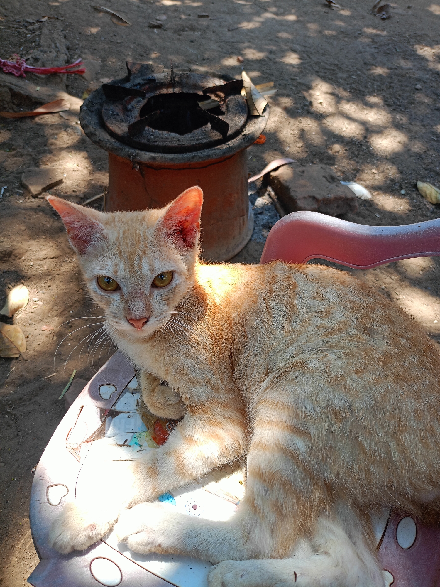 An orange tabby cat is lying on a plastic chair. The cat is facing the camera, with its head turned slightly to the left. Its eyes are open and looking directly at the viewer. The cat's fur is light orange with darker orange stripes. The chair is a light pink color and has a pattern of white hearts and circles on it. In the background, there is a clay stove, some dried leaves, and dirt. Sunlight is dappling through trees, casting shadows on the ground and the cat. This scene is located in Jelbuk, Indonesia.