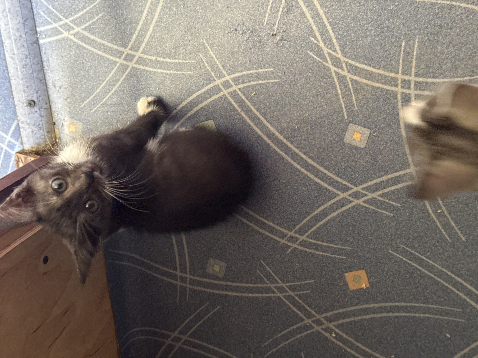 A dark grey kitten with white markings on its chest and paws is captured in a high-angle shot, looking upwards and to the left with wide, curious eyes. The kitten is positioned on a blue carpet with a repeating geometric pattern. To the left of the kitten is a wooden surface, possibly a piece of furniture. The background shows a floor transition with a metal strip and a glimpse of what appears to be a white tiled surface and a vertical wooden post. The scene is indoors, and the lighting suggests it might be daytime with natural light filtering in. The presence of a second, blurred subject in the foreground, also appearing to be a kitten, indicates a potential interaction between two young felines. The location is specified as Zaokskiy, Russia.