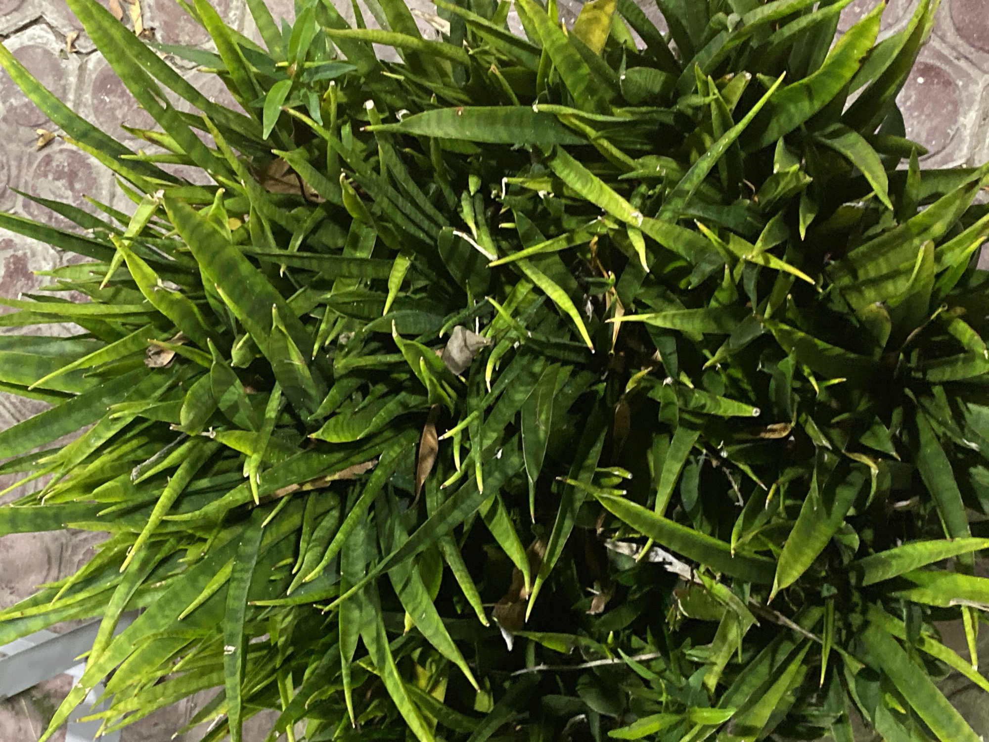 A dense cluster of Sansevieria trifasciata, commonly known as snake plants, is shown from a top-down perspective. The plants have long, green, sword-shaped leaves that are mottled with lighter green patterns. Some of the leaves are slightly curled and pointed at the tips. The plants are growing in a pot or bed, with glimpses of a brick or paver-like surface visible beneath the foliage in some areas. There are a few dry, brown leaves interspersed within the green foliage. The lighting suggests it might be evening or a dimly lit outdoor space. The location is identified as Unknown, Unknown, suggesting a lack of specific geographical data.