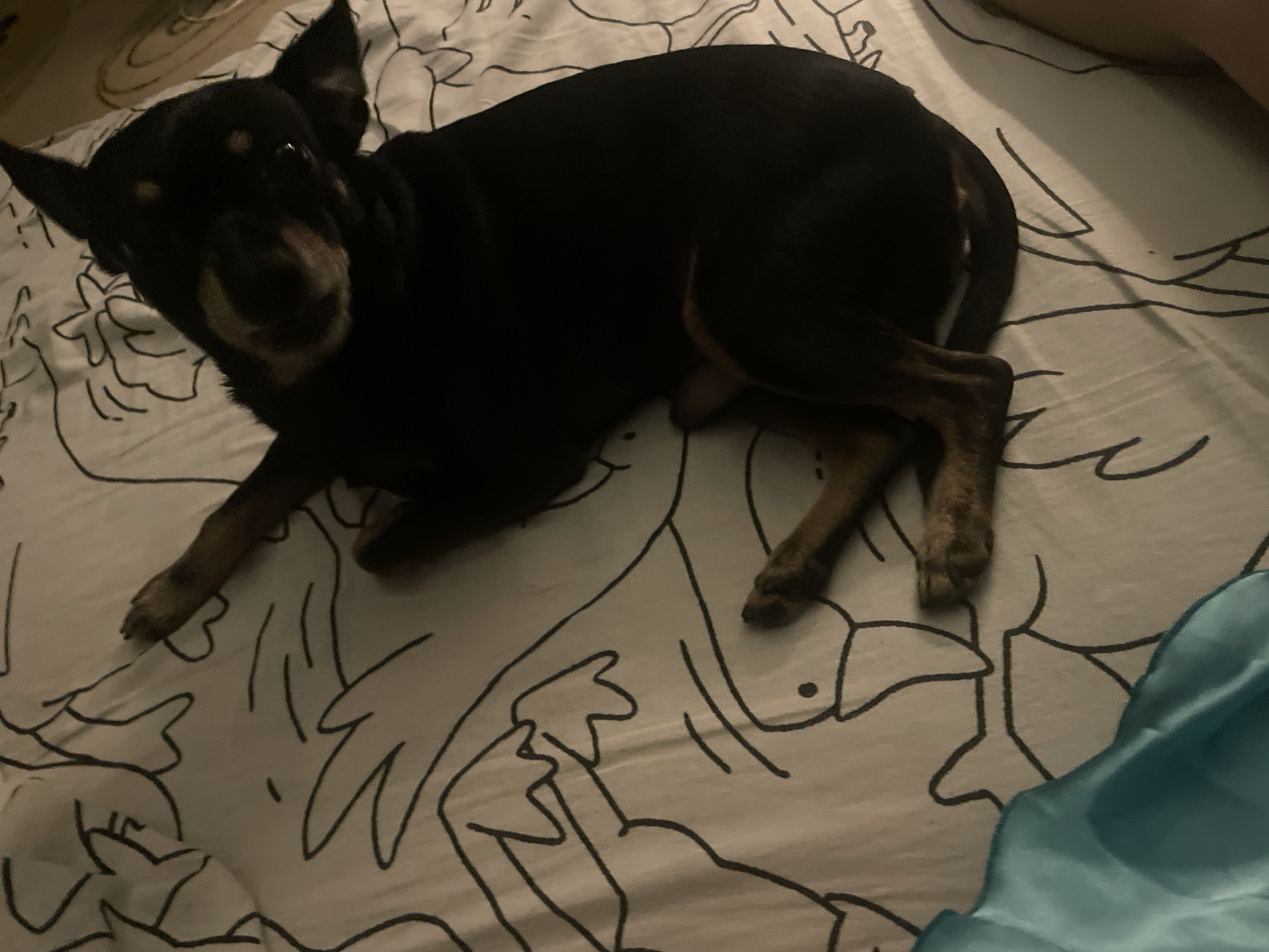 A black dog with tan markings on its legs is lying on a white sheet with a black line drawing of abstract shapes. The dog is facing left and its head is tilted upwards. The dog's paws are visible on the sheet. A teal fabric is partially visible in the lower right corner of the image. The scene is indoors, likely a bedroom. The specific location of Trudobelikovskiy, Russia is not discernible from the image.