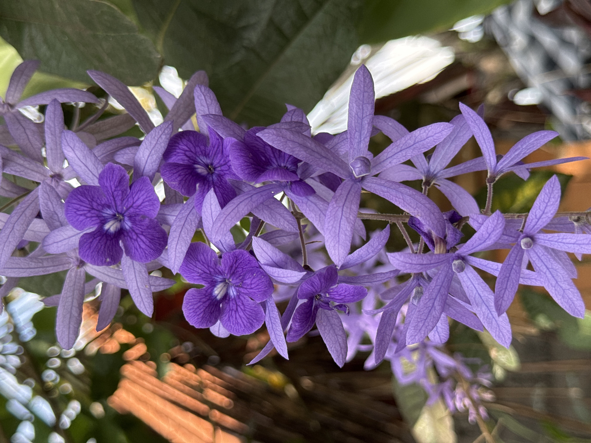 A close-up, vertical shot showcases a cascading cluster of delicate, star-shaped purple flowers, commonly known as Queen's Wreath or Sandpaper Vine. The flowers, in varying shades of lavender and deep violet, are arranged in pendulous racemes. Each flower has five pointed petals that radiate outwards, revealing intricate vein patterns. Some of the blooms are fully open, displaying their deep purple centers, while others are still in bud or partially closed.
The background is softly blurred, creating a bokeh effect. On the left side, out-of-focus elements suggest wooden structures with vertical slats, possibly a fence or a portion of a building, rendered in warm orange and brown tones. The right side of the background features lush, dark green foliage, with hints of white and yellow blossoms peeking through, adding depth and contrast to the floral subject. The lighting appears to be natural, casting soft shadows and highlighting the textures of the petals. The overall impression is one of natural beauty and gentle movement, as if the flowers are swaying in a light breeze.