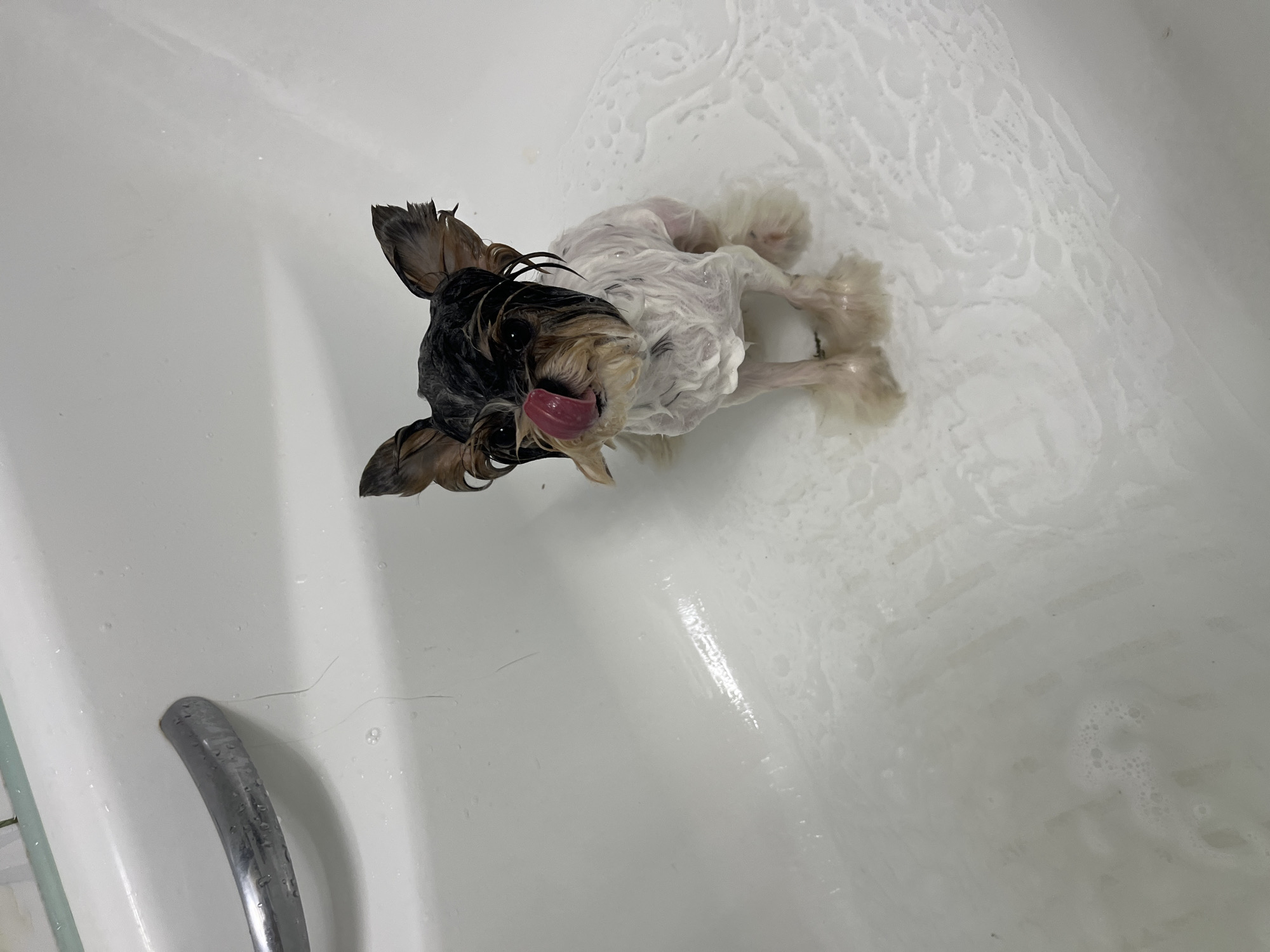 A small, wet dog, likely a Yorkshire Terrier, sits in a bathtub with shampoo suds. The dog has black and tan fur on its head and ears, with its fur wet and slicked back. Its tongue is sticking out, licking its nose. The dog's body is covered in white shampoo suds, with its paws visible. The bathtub is white and appears to be in a residential bathroom. The overall scene suggests the dog is in the process of being bathed. The location is not specified in the image.