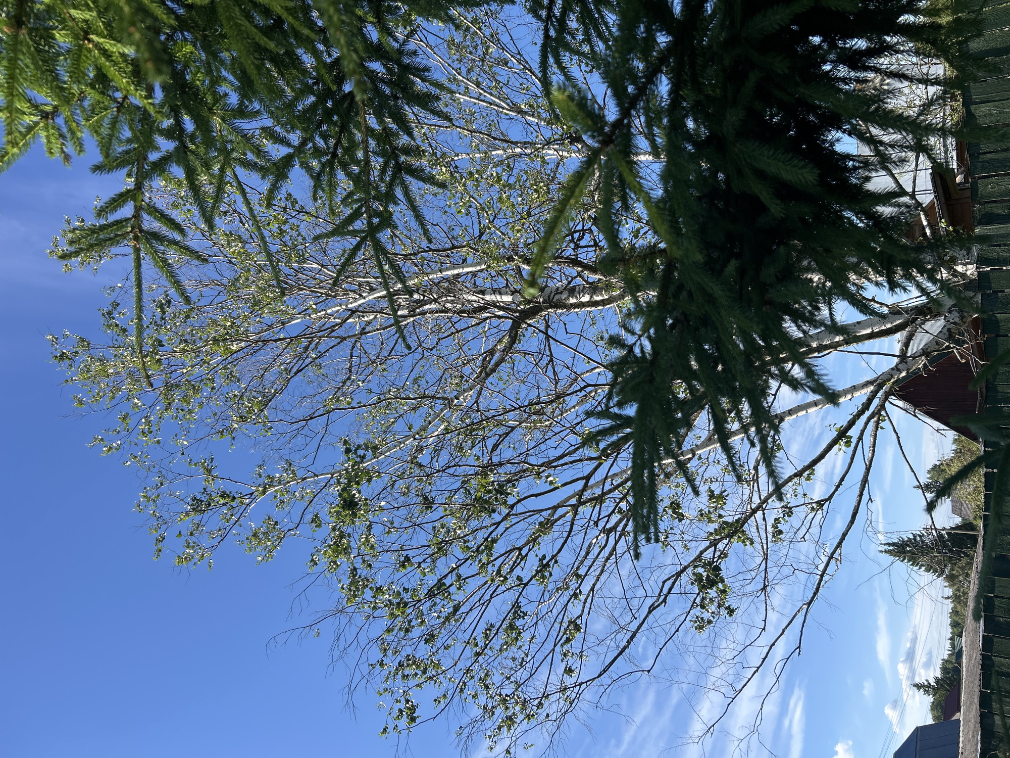 This is a medium-shot, eye-level, outdoor photograph taken on a bright, sunny day in the city of Слава Снт, Russia. The scene is dominated by a clear, vibrant blue sky with thin, wispy white clouds. In the foreground, the branches of a dark green coniferous tree partially obscure the view. Behind the coniferous tree, a tall birch tree stands with its distinctive white bark and sparse green leaves. The birch tree's branches are spread widely, reaching towards the sky. In the background, there are glimpses of several residential buildings with red and dark-colored roofs, suggesting a rural or suburban setting. A dark green wooden fence runs horizontally across the lower portion of the frame. The overall impression is one of a peaceful, sunlit day in a natural setting with human habitation nearby.