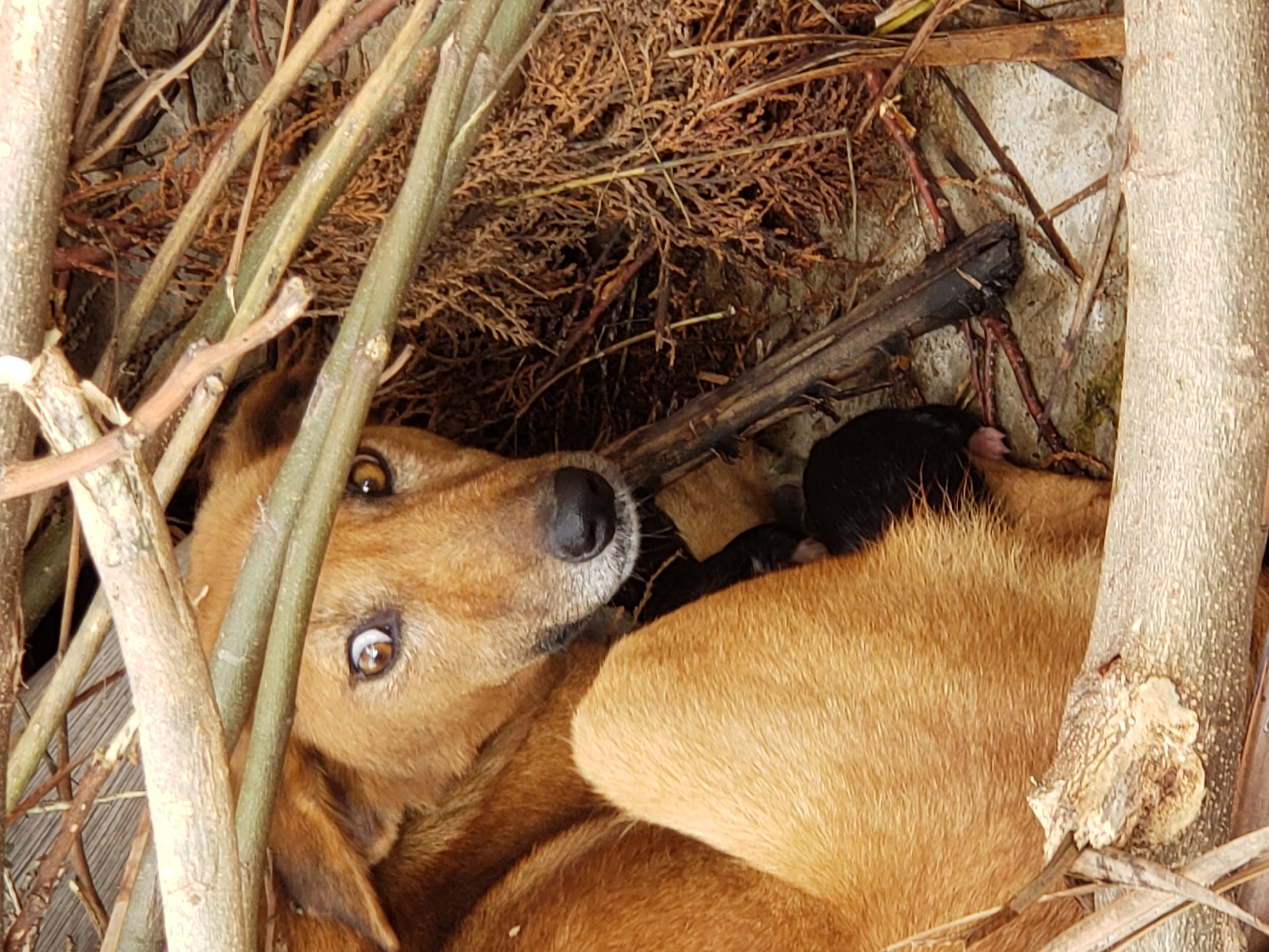 The image depicts a mother dog with her newborn puppy nestled amongst branches and dry foliage. The mother dog is a medium-sized, brown-furred canine with light brown eyes, looking directly at the camera with a slightly startled expression. She is protectively curled around the tiny, dark-colored puppy, which is mostly hidden by her body. The scene appears to be an outdoor environment, possibly a makeshift den, with an assortment of dry branches and twigs forming a protective enclosure. The ground beneath the foliage is visible and appears to be a light-colored, rough surface. The overall impression is one of vulnerability and maternal care in a humble setting. The image's context is provided as being in Sabon Tasha, Nigeria.
