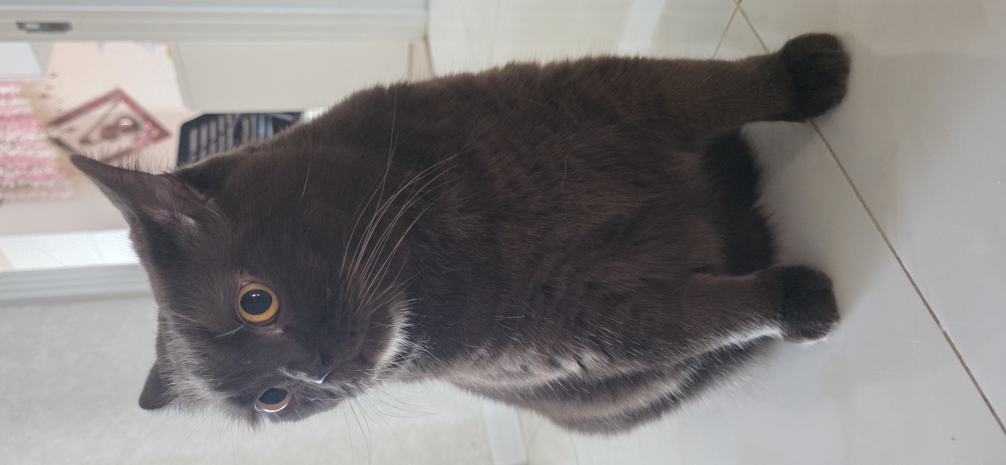 A dark brown cat with large, golden eyes is sitting on a white tiled floor. The cat is facing left and looking slightly upwards. Its fur is short and appears sleek. The background is blurred, but suggests an indoor setting with a doorway and some decorative elements on the wall. The scene is well-lit. The image does not provide any specific information about the city of Sumgayit, Azerbaijan.