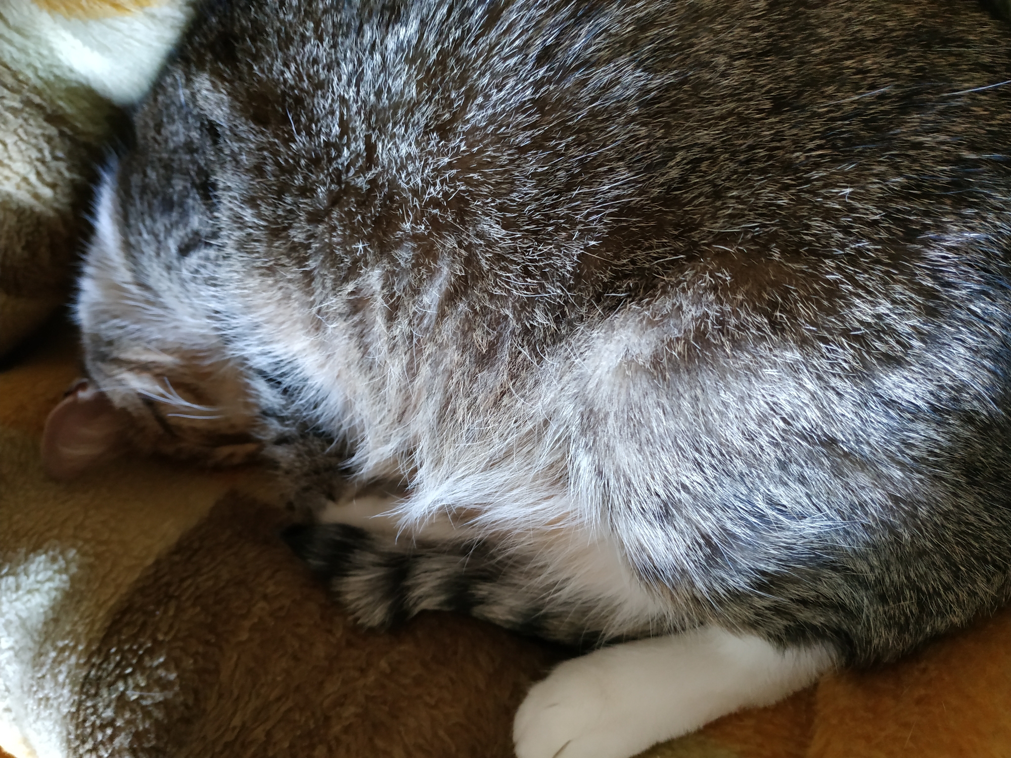 A close-up shot captures a sleeping cat resting on a brown and beige blanket. The cat is gray and white, with its head tucked down and a white paw visible near the bottom. The location in Dortmund, Germany, is unknown.