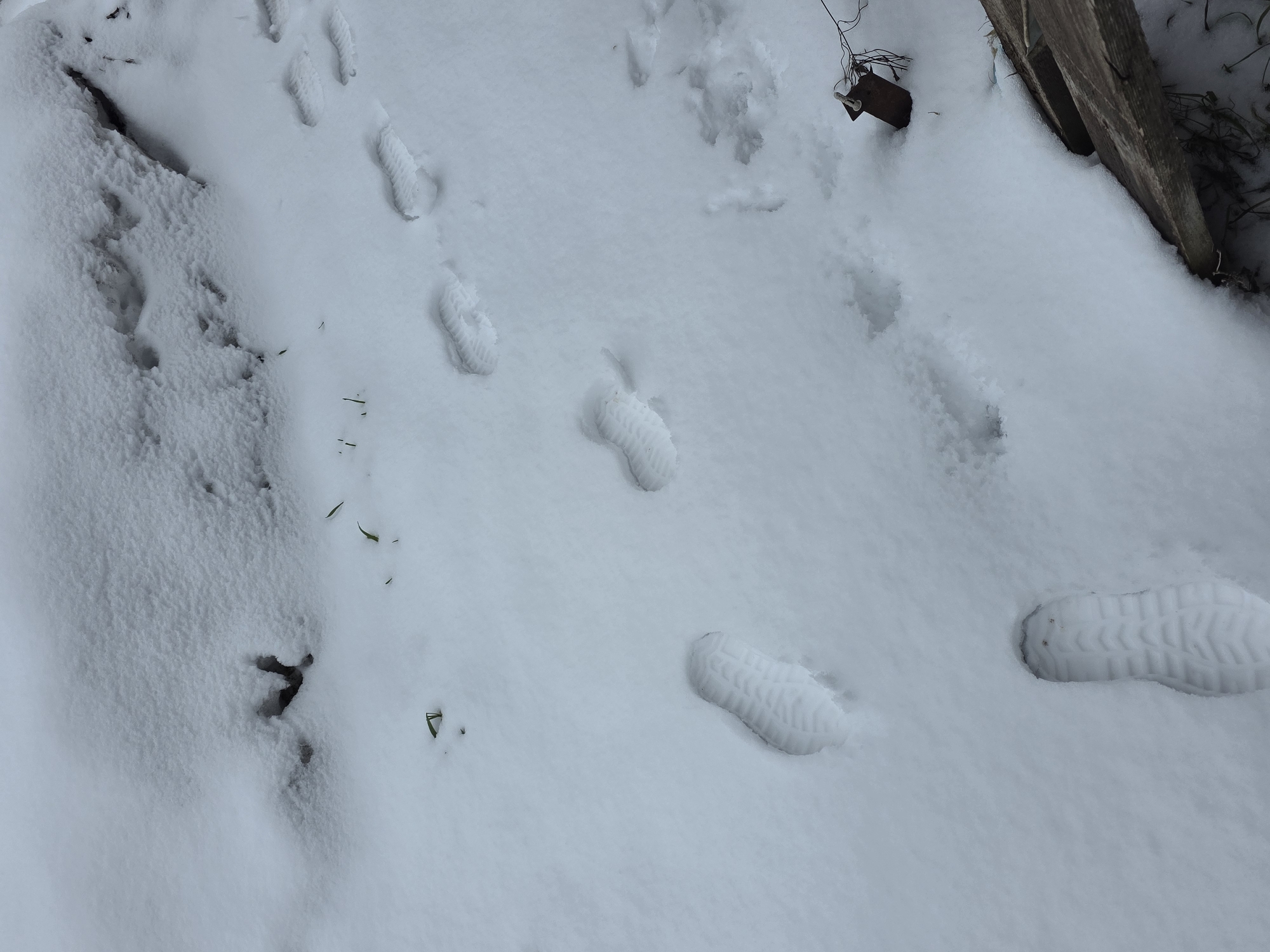 The image shows a snow-covered ground with multiple footprints, likely from a person wearing footwear with patterned soles. The footprints suggest a walking path across the snow. There is a wooden structure or object on the right side of the frame, partially covered by snow. The left side of the image includes an area with more disrupted snow cover, possibly indicating where someone stepped off the main path. The environment appears to be outdoors, possibly near a building or structure in a location that experiences snowfall. There is no definitive information to conclude where the image was taken; Chaikovsky, Russia, is only speculation.