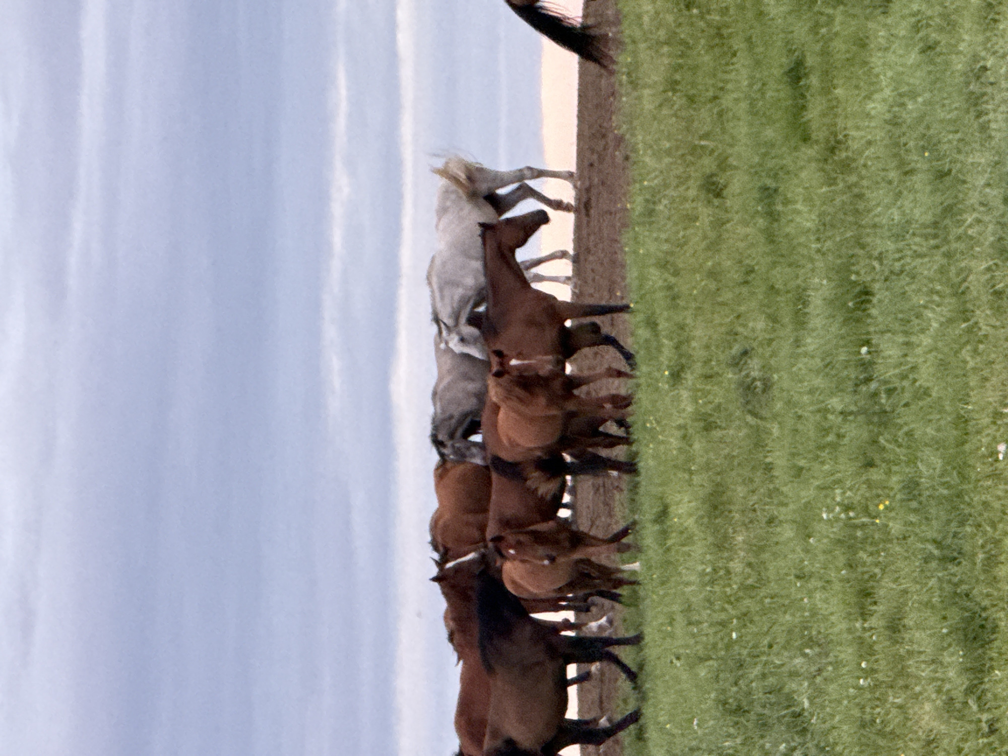 The image shows a herd of horses in a grassy field with a cloudy sky in the background. The horses are of various colors, including brown, white, and gray. They appear to be grazing or standing in the field. The ground is covered in green grass with some scattered yellow flowers. The sky is overcast with layers of clouds. The scene appears to be a natural landscape, possibly a rural area. There is no indication of any specific location within the city of Galinė, Lithuania.