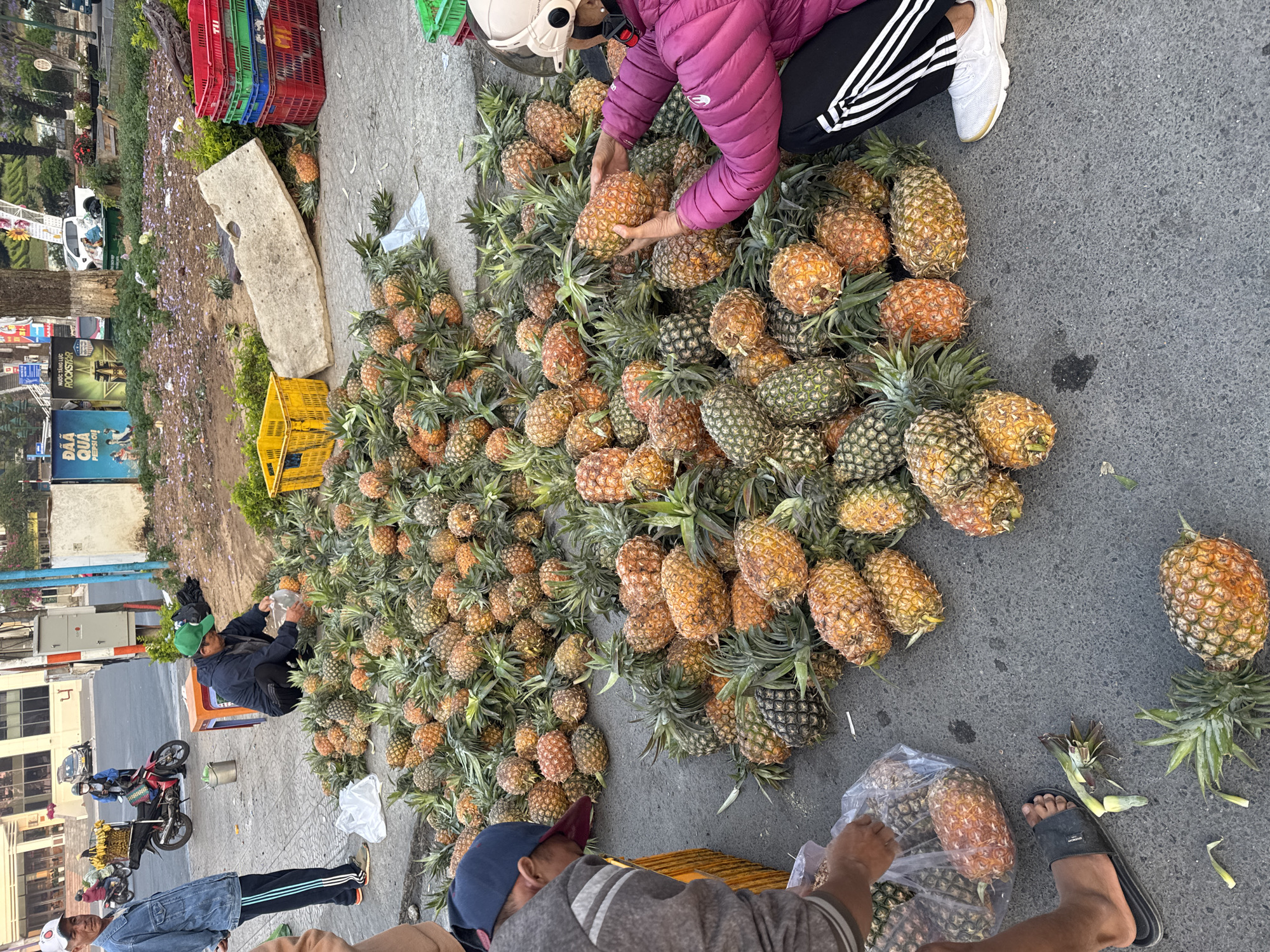 A vendor in Da Lat, Vietnam, sorts pineapples on the pavement alongside a road. Approximately 100 pineapples are on the gray pavement, with the majority of them green. A person in a pink coat and another person in a gray coat sort the pineapples into a plastic bag. Red and green crates are stacked on the side of the road. A concrete slab sits amidst dirt and flora next to the road. Across the street are buildings, trees, and advertising billboards. A motorcycle and a person wearing black pants with white stripes are also in the vicinity.