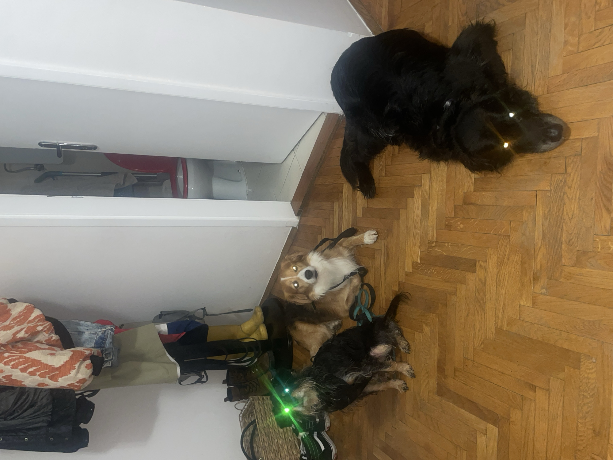 The image captures an indoor scene in Belgrade, Serbia, featuring three dogs. A large, black dog rests on a parquet wooden floor. Beside it, a medium-sized brown and white dog sits with a blue leash attached. Nearby, a smaller, black, shaggy dog lies on the floor with what appears to be a green laser pointer beam directed towards it. Beside the dogs, there are items stacked against a white wall, including clothing, a basket, shoes, and yellow boots. Behind the stack, a toilet is visible within a small room.