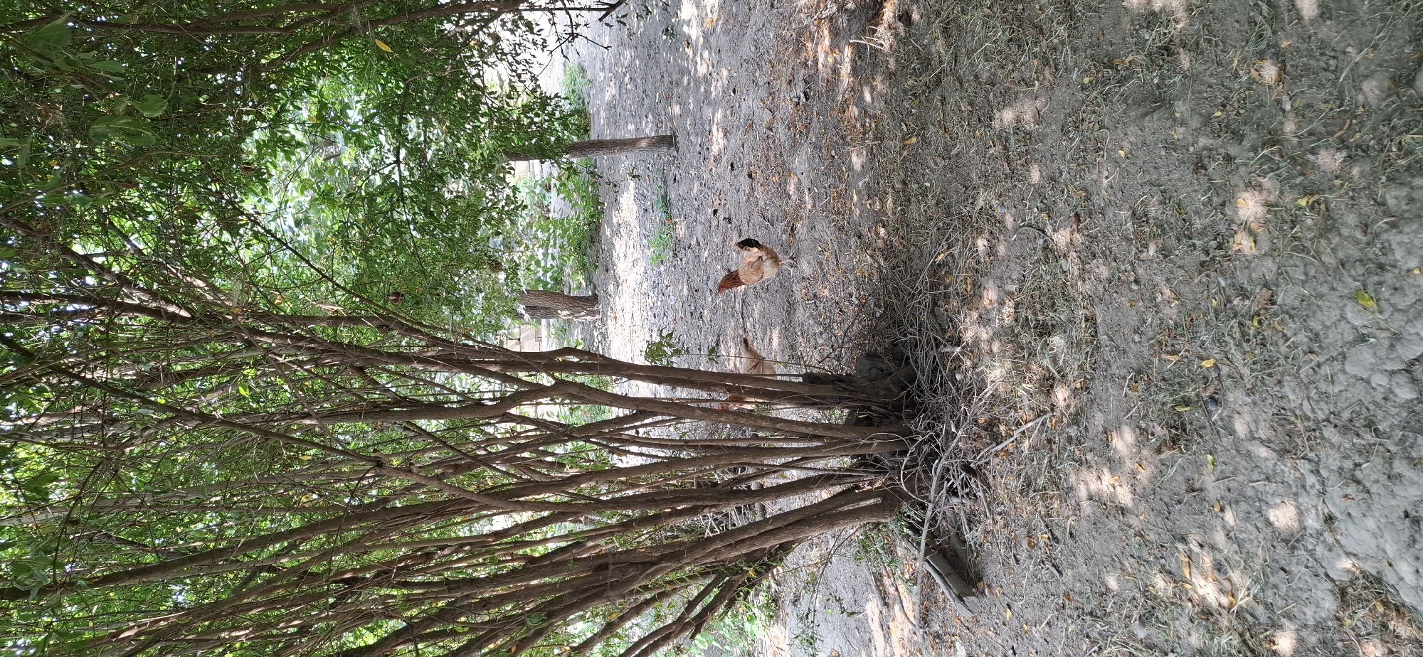 In Yuxarı Salamabad, Azerbaijan, a rural scene unfolds beneath dappled sunlight filtering through a dense canopy of trees. In the foreground, a thicket of slender, brown-barked trees dominates the left side of the frame, their branches creating a tangled, natural barrier. The ground is a mix of dry earth, scattered twigs, and sparse, dry grass.
To the right of the thicket, a light brown chicken stands in the open dirt, its head turned slightly to the left. Behind it, partially obscured by the trees, another chicken with a similar light brown plumage is visible. The background suggests a natural, uncultivated area with more trees and vegetation, creating a sense of depth. The overall impression is one of a tranquil, outdoor setting, possibly a farmyard or a wooded area on the outskirts of the village.