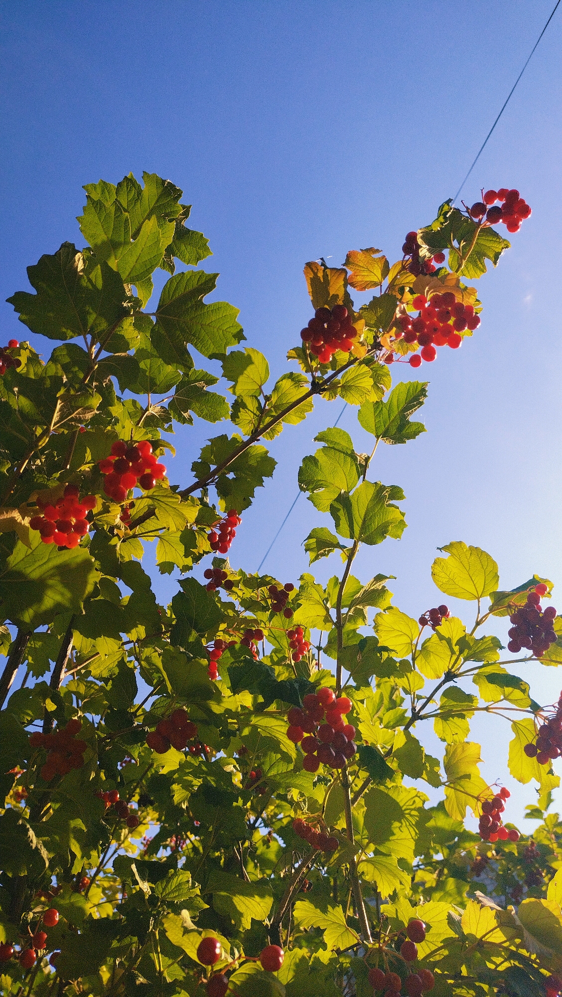 The image shows a low-angle view of a tree with bright red berries and green leaves against a clear blue sky. The branches and berries are illuminated by sunlight, creating a vibrant contrast. A thin dark wire runs diagonally across the upper right portion of the frame. The scene is likely outdoors in a natural or semi-natural setting, possibly a park or a garden within the city of Horishni Plavni, Ukraine, given the context. No people are visible in the image. The focus is on the botanical elements of the tree and the sky.