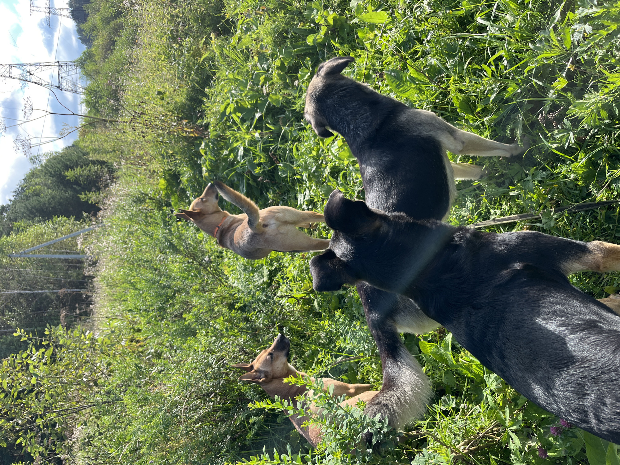 Four dogs are in a field of tall green grass and brush, with trees in the background. Two dogs are light brown with pointy ears, one is in the foreground facing left and partially obscured by foliage, and the other is further back facing away from the camera with its tail raised. A third dog, primarily black with gray markings on its legs and muzzle, is in the foreground facing away from the camera. A fourth dog, also black and gray, stands to the right of the black and gray dog, facing away from the camera. Overhead power lines and towers are visible in the distance, suggesting the location is near industrial infrastructure. The scene appears to be an outdoor, natural setting, possibly on the outskirts of a populated area.