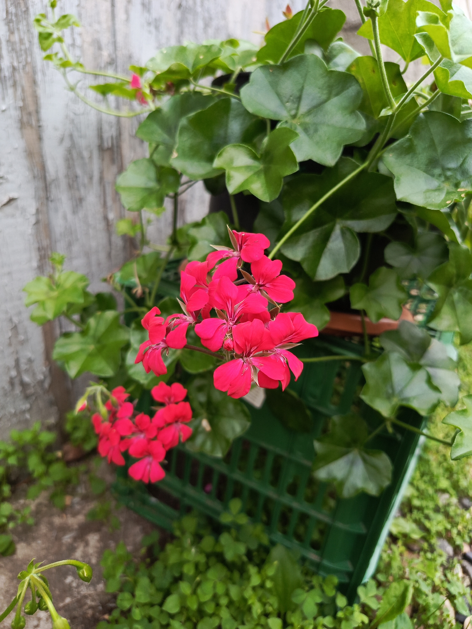 In Saraktash, Russia, a cluster of vibrant pink geranium flowers is in full bloom, positioned in the foreground against a weathered, light-colored wooden fence. The flowers are supported by lush green foliage. The planting appears to be in a dark pot, partially obscured by a green plastic crate. Small green plants and patches of ground cover surround the base of the planter. The scene captures the natural beauty of a garden setting.