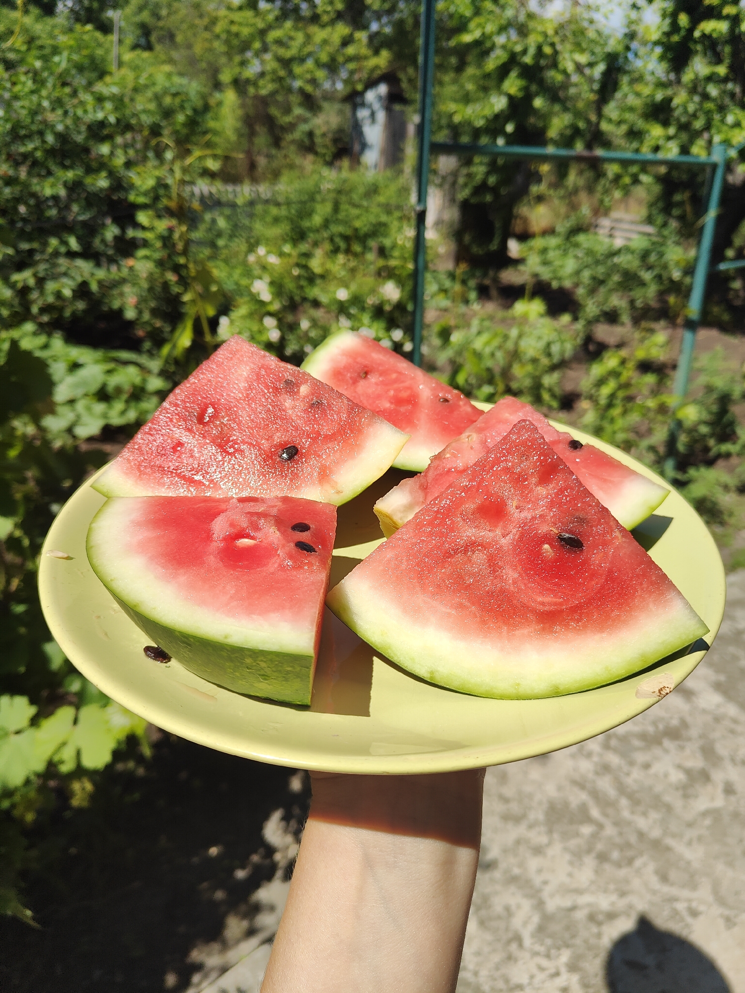 A hand holds a light yellow plate filled with sliced watermelon outdoors. The watermelon slices are triangular, showcasing the red flesh and white rind with visible black seeds. Some small dark insects are present on the plate and on one of the watermelon slices. The background is out of focus, revealing lush green foliage, a fence, and a cloudy sky, suggesting a sunny day. The ground beneath appears to be a concrete surface. The scene is captured in the city of Kryvyi Rih, Ukraine.
