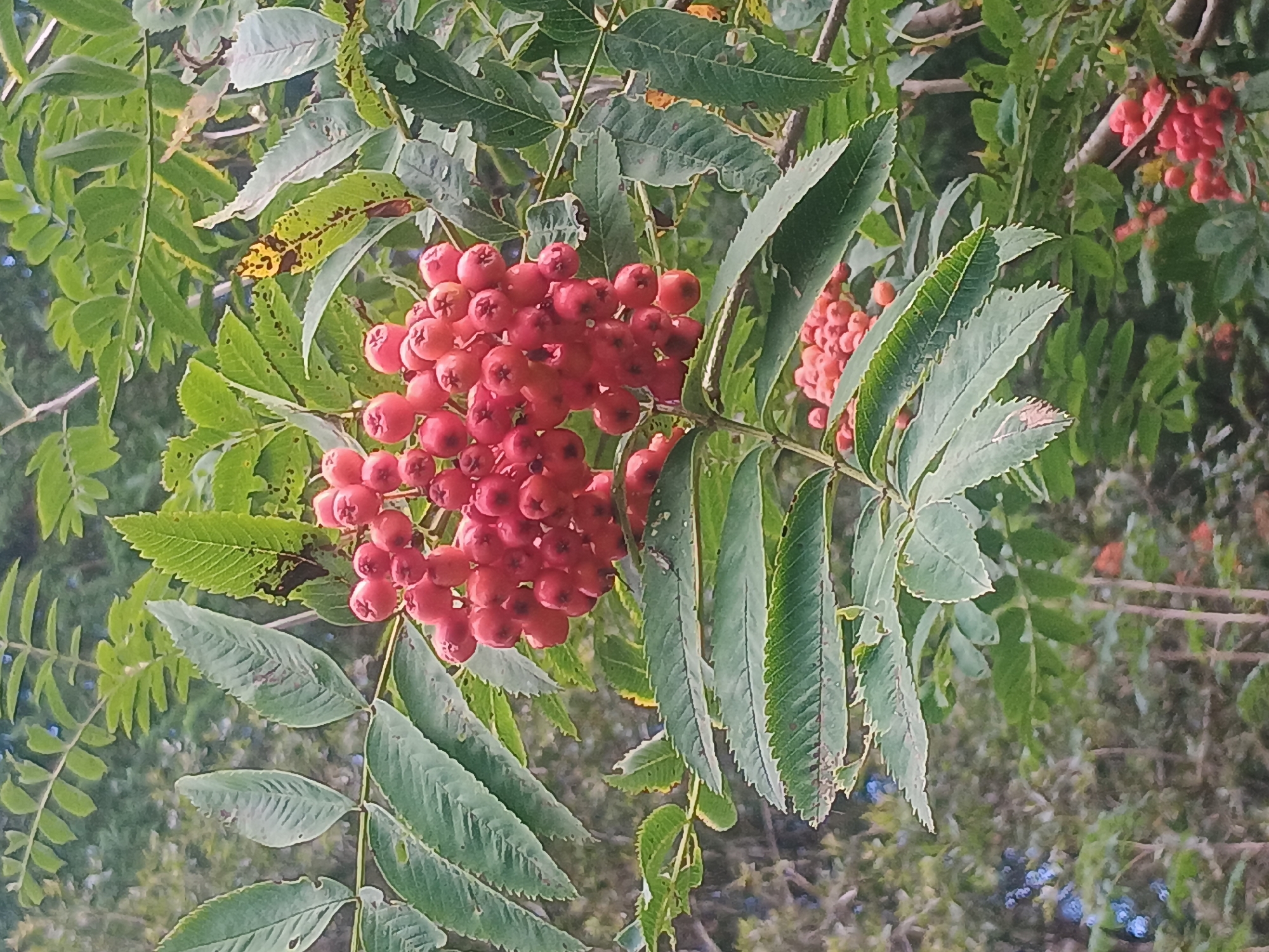 A close-up shot captures a cluster of ripe, red rowan berries hanging from a branch, interspersed with green leaves. The berries are small, round, and a vibrant crimson, tightly packed together in a pendulous bunch. The leaves are compound, serrated along the edges, and a deep, healthy green, with some showing signs of browning or spotting. The background is a soft blur of more foliage and tree trunks, suggesting a natural, outdoor setting. The lighting appears to be natural daylight, illuminating the berries and leaves from above.