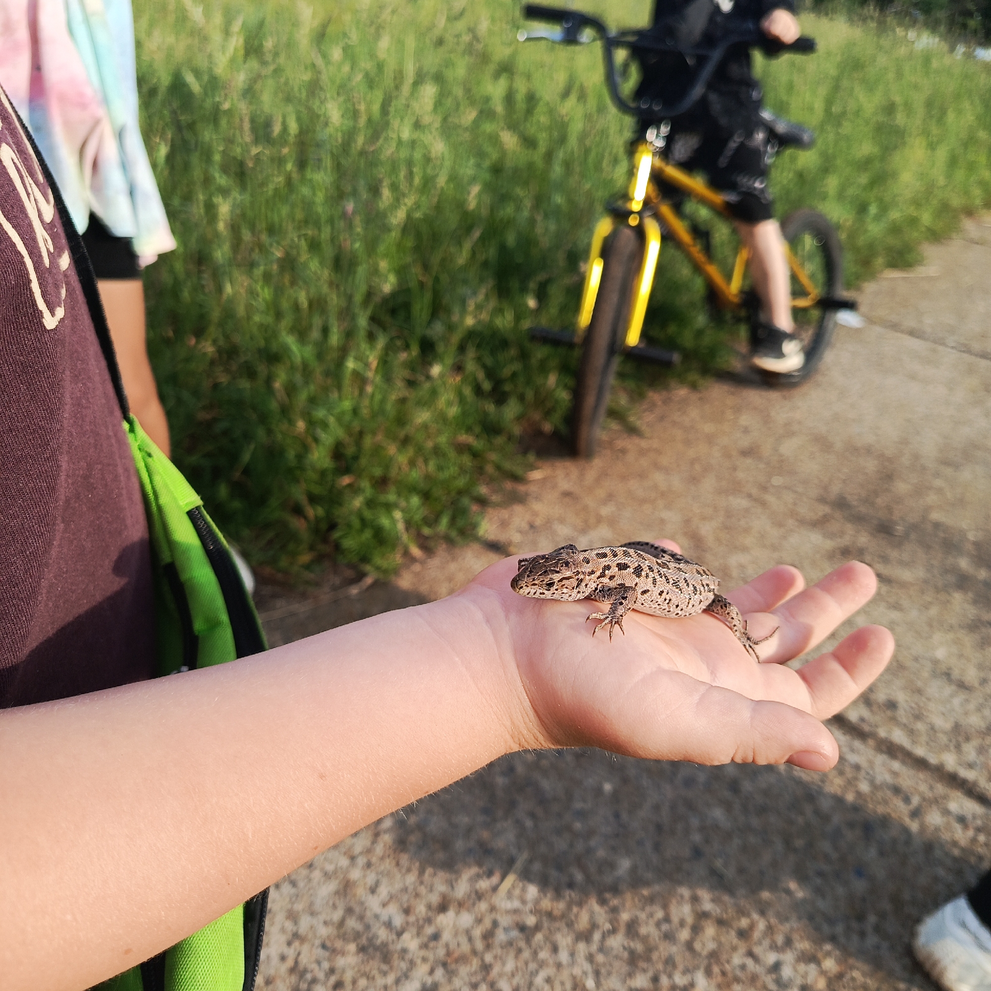 A person's forearm and hand are visible in the foreground, with a small lizard resting on the palm. The lizard is brown with dark spots. Behind the hand, a bright green bag is partially visible. In the background, a yellow bicycle with a rider is in motion, and tall green grass lines a concrete path. The scene appears to be outdoors, likely in a park or residential area within the city of Марковский, Russia, given the contextual information.