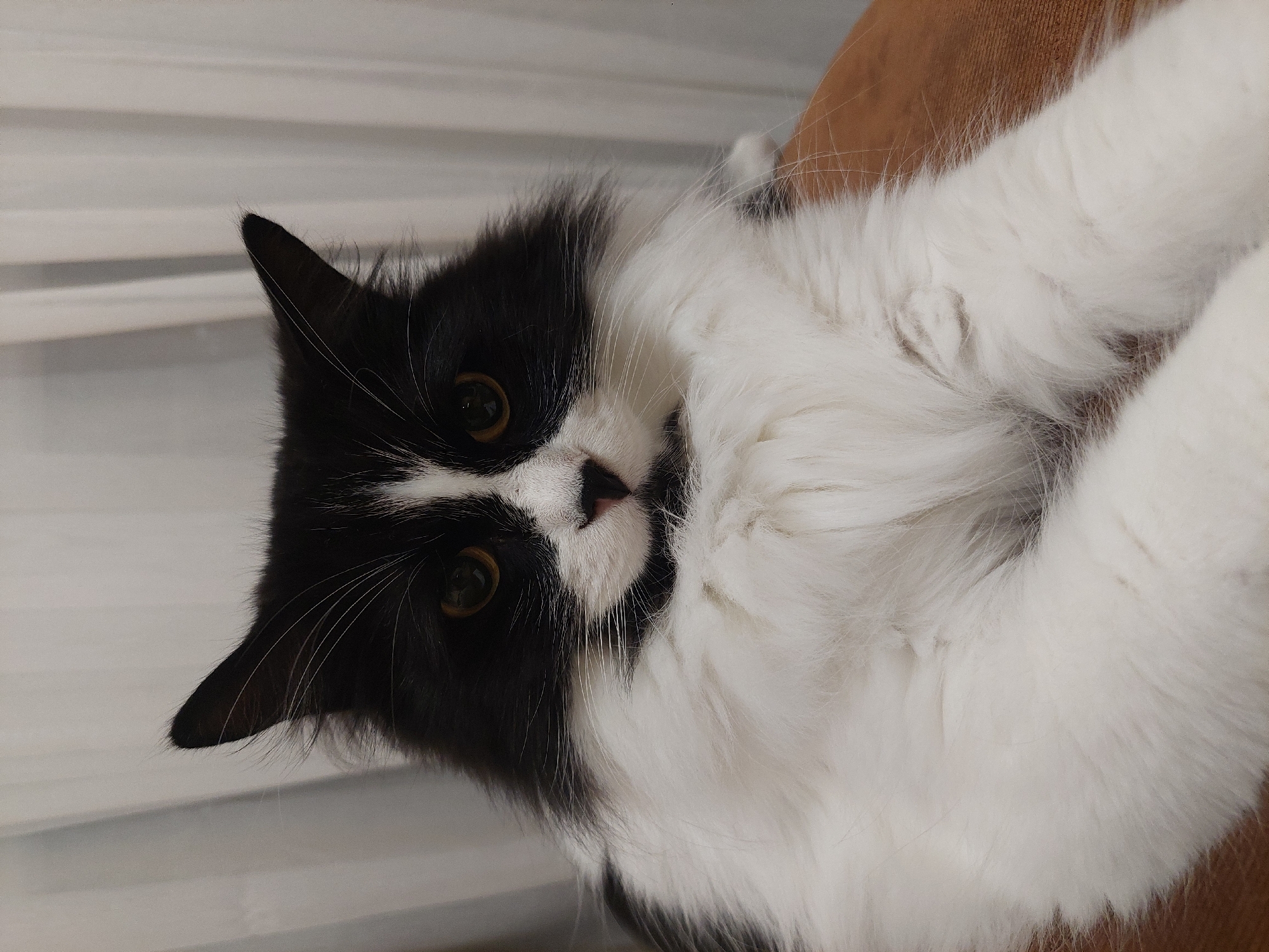 A medium shot shows a long-haired black and white cat. The cat is lying down, and its head is turned towards the camera. The cat has amber eyes and a pink nose. The background is blurred, but appears to be a window with blinds and a brown surface, possibly a sofa. The location is not discernible from the image.