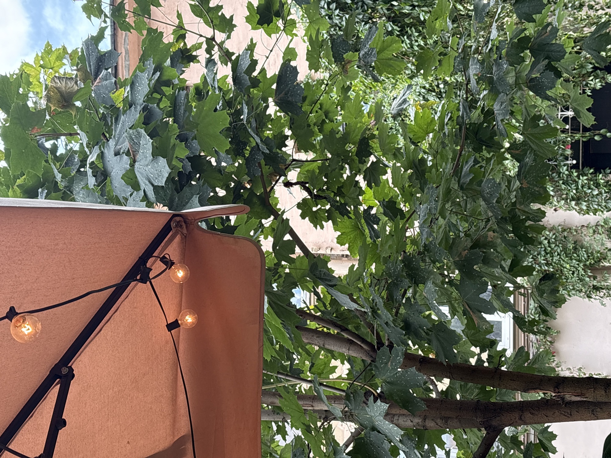 In this overhead shot, a cluster of green leaves from a maple tree dominates the frame, with some leaves showing water droplets. The leaves are set against a backdrop of a light peach-colored building with visible architectural details and a few windows. In the foreground, a section of a tan awning is visible, strung with several small, glowing Edison bulbs. The image appears to be taken outdoors, possibly in a courtyard or garden area of a building.