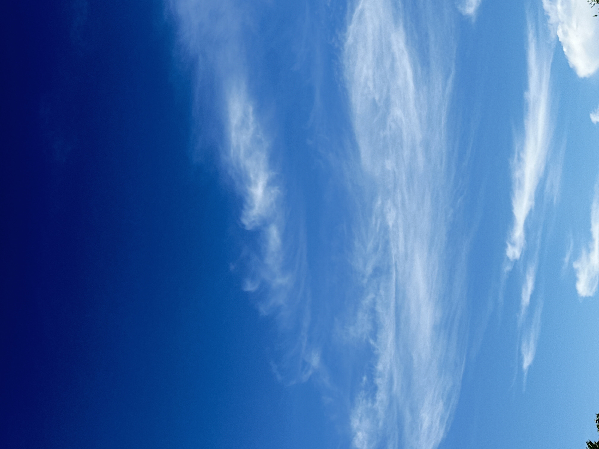 The image shows a vast expanse of a clear, deep blue sky with scattered wispy white clouds. The clouds are thin and feathery, appearing to be at a high altitude, and are spread across the middle and lower portions of the frame. The top of the image is a solid, unbroken gradient of blue. The very bottom edge of the image shows a sliver of dark green foliage, suggesting the presence of trees or other vegetation at ground level, but these are not the focus of the image. The scene appears to be an outdoor shot on a bright day, with no discernible human presence or specific landmarks to indicate a particular location within a city.