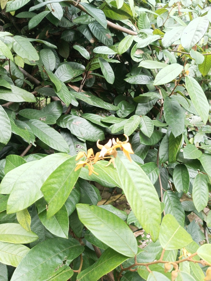 This image presents a close-up, eye-level view of dense foliage from a plant located in Kanand, India. The primary subjects are numerous ovate to oblong leaves, predominantly dark green, some exhibiting minor insect damage in the form of small, irregular perforations. Interspersed among the leaves are clusters of small, light orange-yellow flowers, each featuring distinct petals and reproductive structures. Darker brown stems and branches are visible threading through the dense leaf cover. The lighting suggests an outdoor environment with natural, diffused illumination. No people, animals, or artificial objects are visible. The background consists of further blurred green foliage.