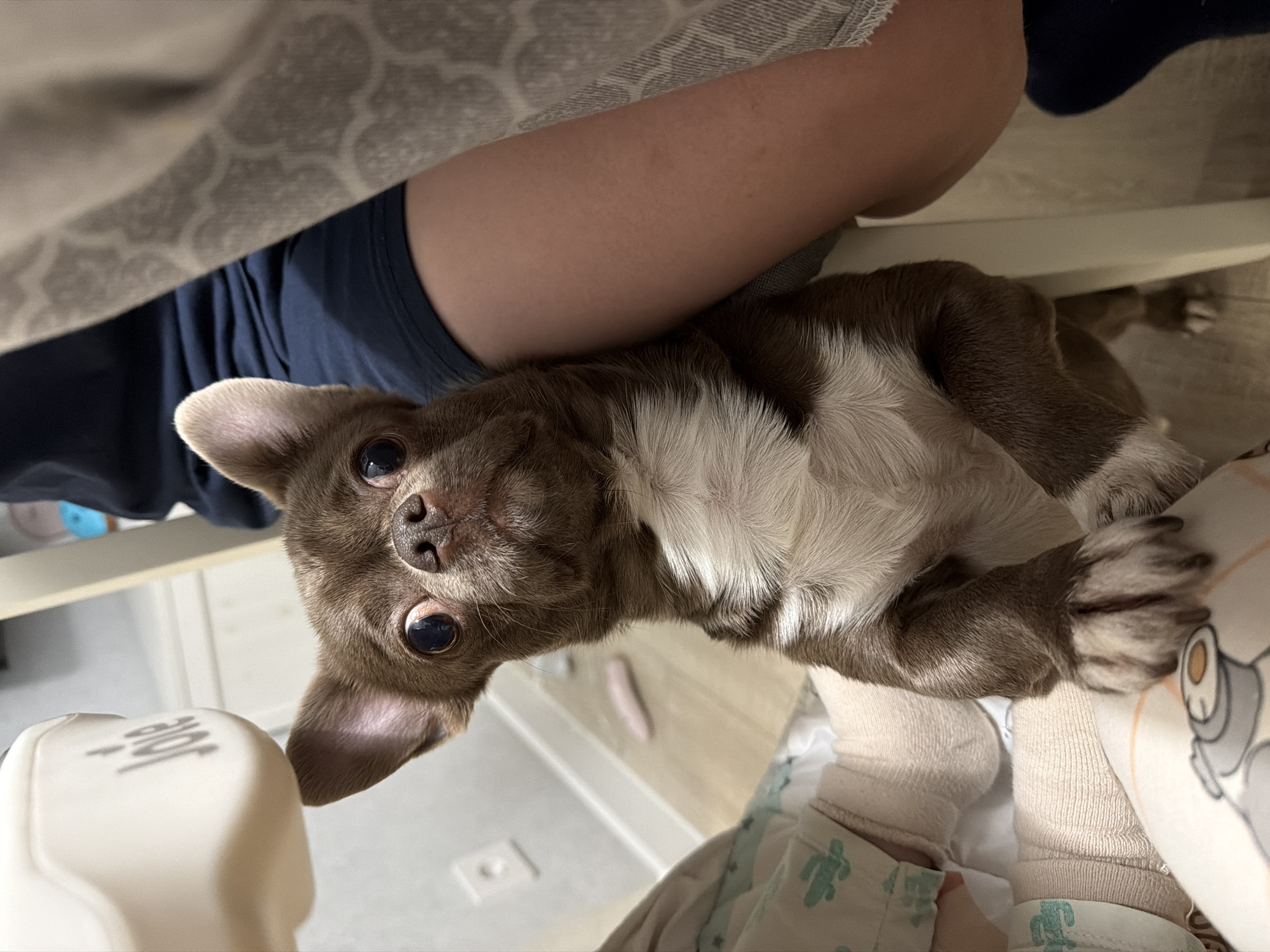 A brown and white Chihuahua is lying on its back between a person's legs. The person is wearing navy shorts, tan leggings with cactus print, and tan socks. The dog's head is tilted towards the viewer. A white object with the word "JOIE" is in the lower left corner. The background consists of a table leg, a floor, and a gray patterned blanket. There is no indication this image was taken in Votkinsk, Russia.