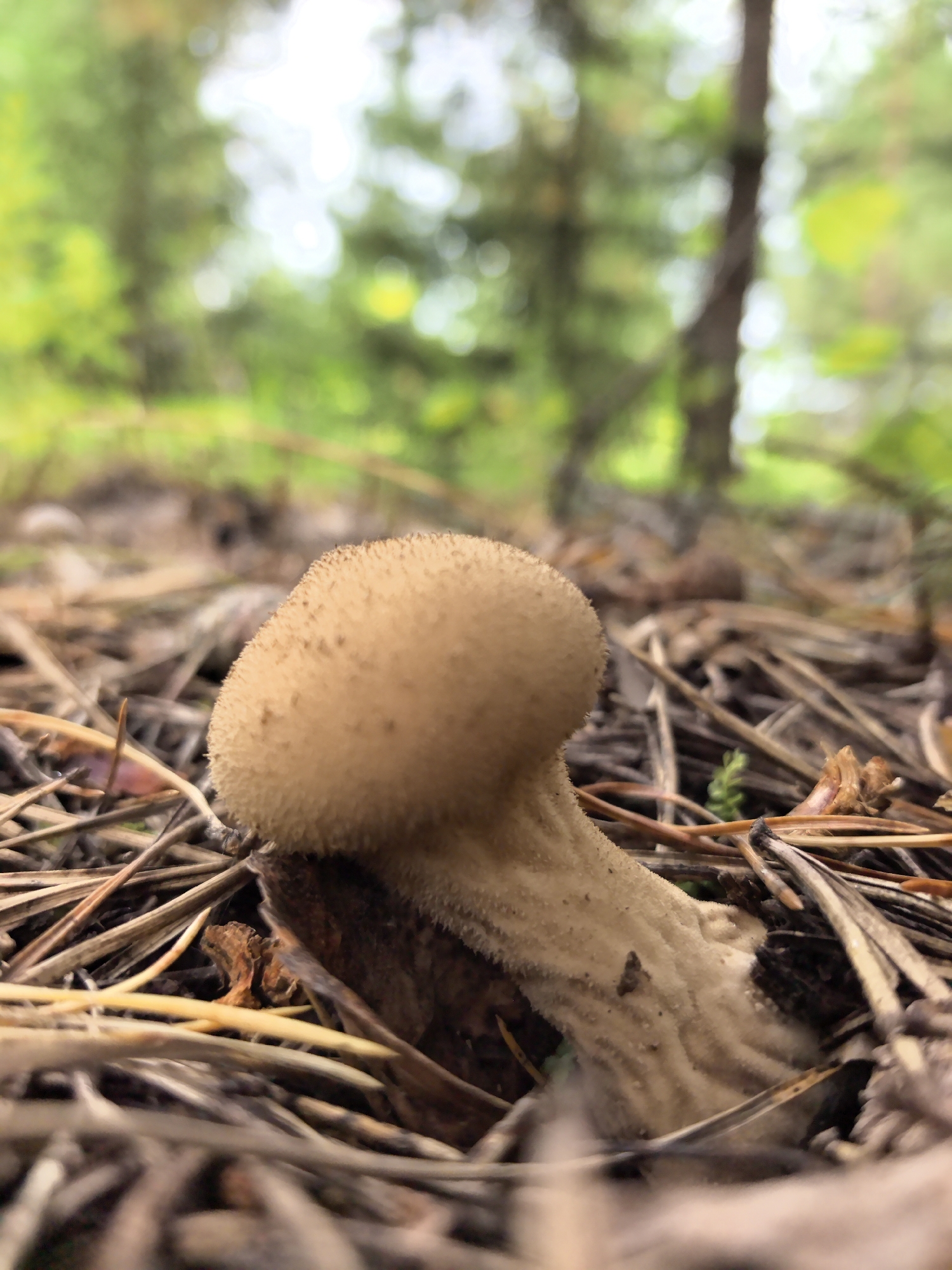 A low-angle, close-up shot captures a single, light-brown mushroom emerging from the forest floor in Gorshki, Russia. The mushroom has a rounded cap covered in fine, fuzzy texture, and a textured stem that tapers downward. It is surrounded by fallen pine needles and small twigs. The background is blurred, showing green foliage and the trunks of trees, suggesting a forest environment. The lighting is soft and natural.