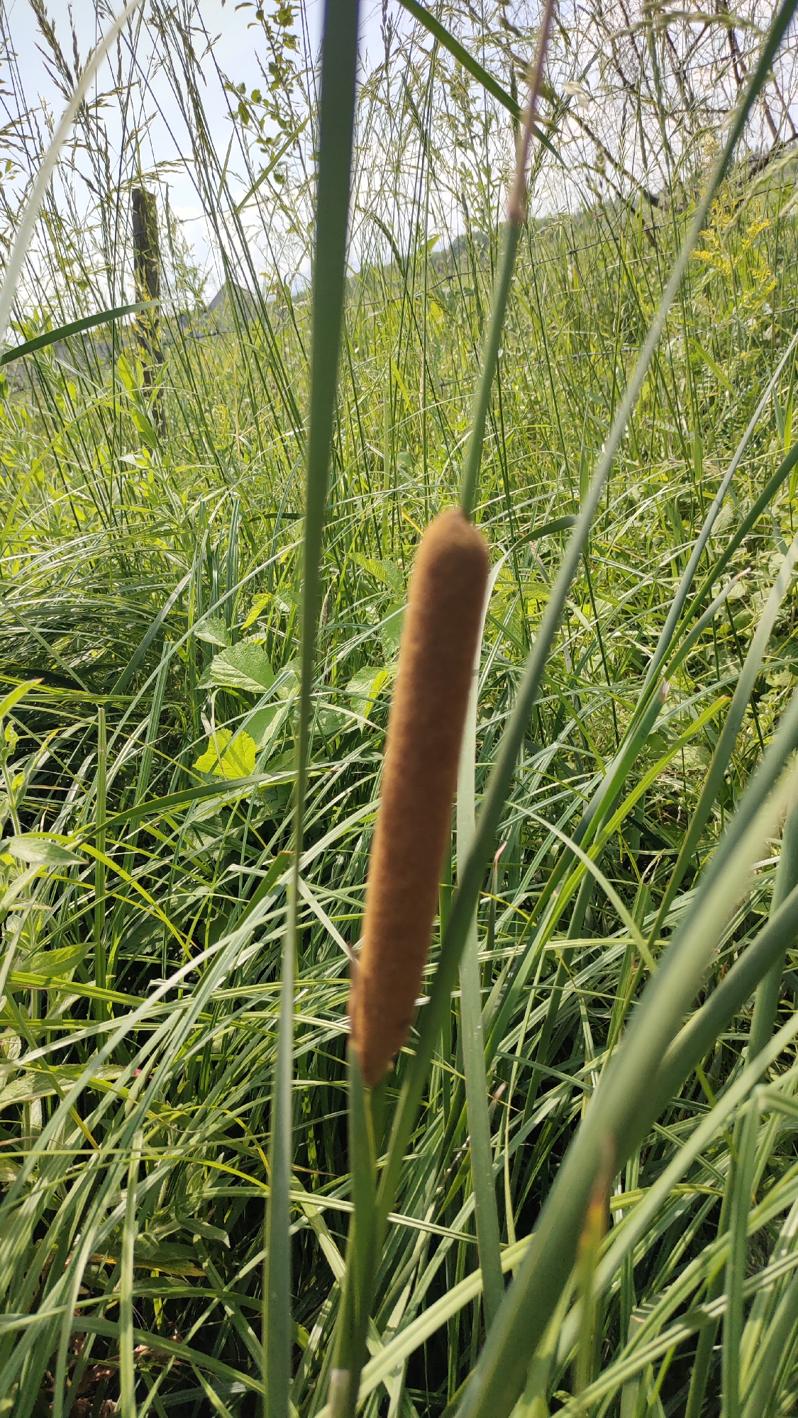An outdoor, close-up, eye-level, medium shot captures a single brown cattail in focus, positioned slightly right of center in the frame. The cattail is surrounded by lush, green grass that blurs into the background, creating a shallow depth of field. The sky above is bright and hazy, suggesting daylight. The scene is set in a natural environment, possibly a marsh or wetland, with no discernible man-made structures or individuals present.