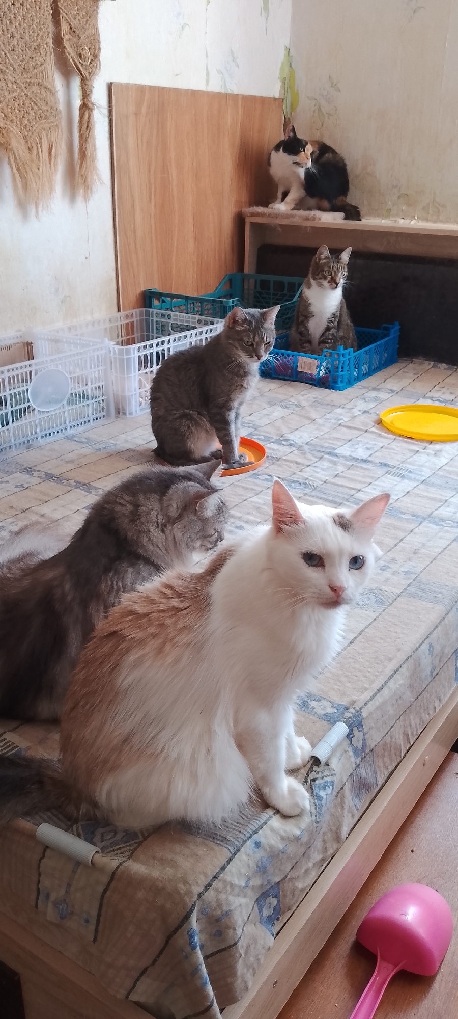 The image depicts a domestic setting with several cats. Two cats are in the foreground on a bed covered with a patterned blanket. The cat on the right is predominantly white with some ginger markings on its back and a brown spot on its head; it has blue eyes. The cat on the left is a long-haired grey tabby. Further back, another grey tabby cat is sitting on an orange dish. Behind it, a calico cat is perched on a shelf. Another cat, a grey tabby with white markings, is sitting inside a blue plastic crate. Various plastic crates, some white and some blue, are visible in the background, along with a wooden panel and a wall with wallpaper. A pink plastic scoop is on the floor in the lower right corner. The scene appears to be indoors, possibly a room in a home or a shelter. There are no people or any specific identifiable landmarks that would indicate the location in the city of Belgorod, Russia.