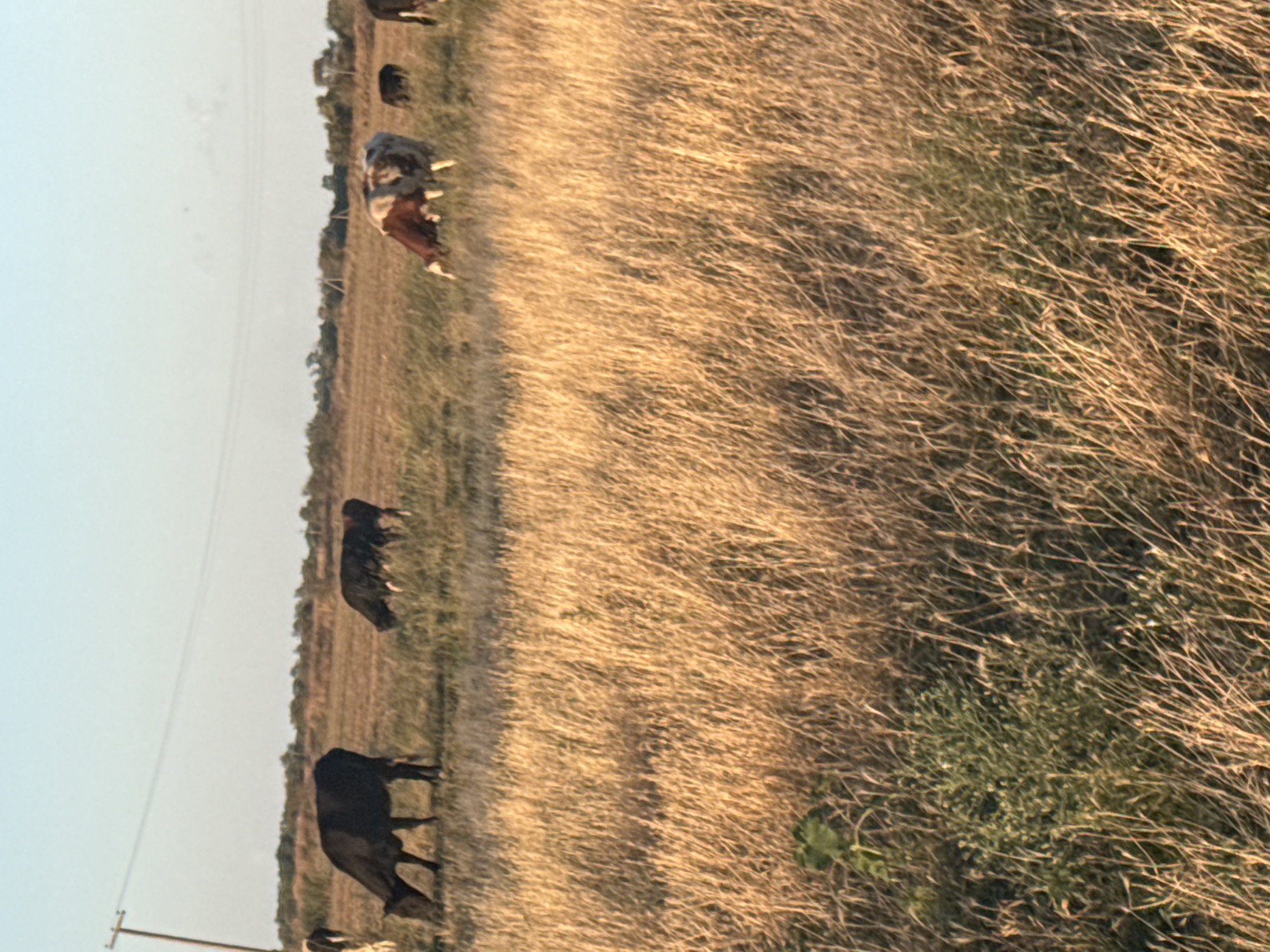 The image depicts a rural landscape under a clear sky, likely during either sunrise or sunset given the warm lighting. The foreground is dominated by dry, golden grass, indicative of a meadow or pasture. In the middle ground, several cows are grazing. There are at least three dark-colored cows and one cow with a brown and white patterned coat. Some of the cows are actively eating, while others appear to be standing or walking. The background shows a line of trees and shrubs, suggesting the edge of the field. A wooden utility pole with a wire running across is visible on the far left of the image. There are no visible human subjects or structures that would indicate an urban environment like Lopanka, Russia. The scene is peaceful and natural, focused on the animals and their surroundings.