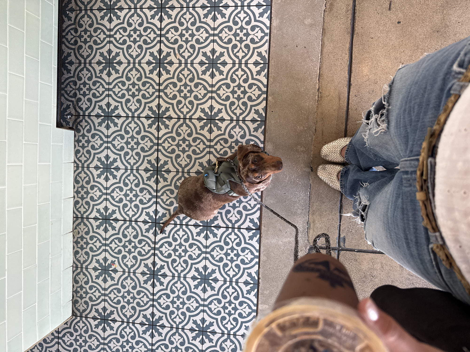 This is a medium shot from an elevated perspective in Orange, CA. The scene features a person, presumably the photographer, standing near a brown dachshund wearing a gray harness. The person is wearing distressed blue jeans and woven metallic gold flats. The dachshund is on a patterned tile floor and is leashed to a person holding a coffee cup. The coffee cup appears to be iced. The person is wearing a light-colored hat. The scene appears to be set near a building with pale blue tiles and a concrete walkway.