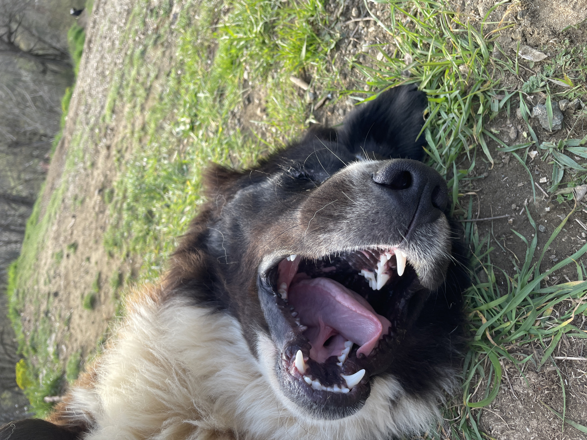 The image shows a close-up of a black and white dog lying on its back on grass. The dog's mouth is wide open, displaying its tongue and teeth. The background consists of grass and dirt. The location is not identifiable as being in Zlatograd, Bulgaria, based on the image alone.