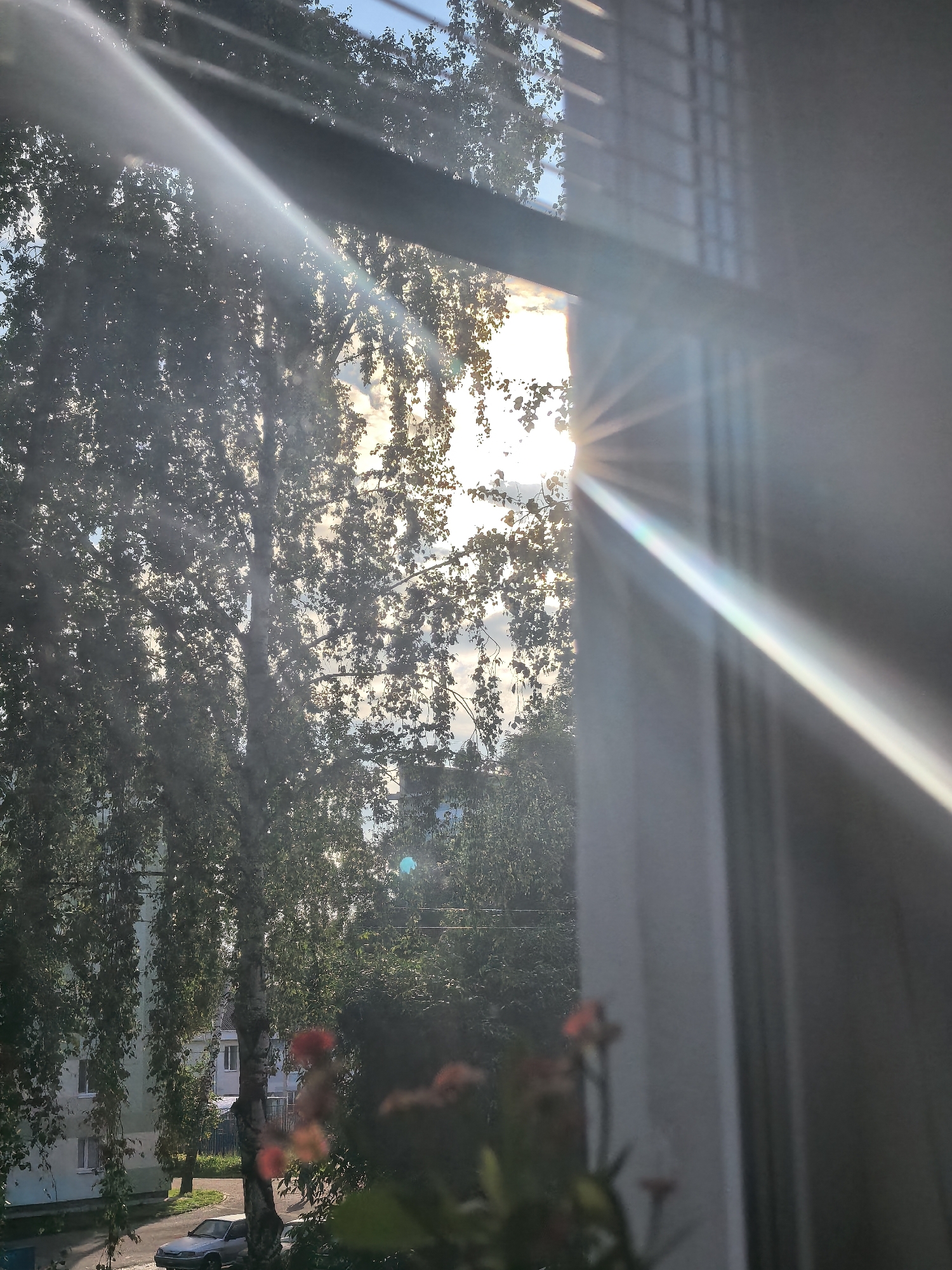 The image displays an outdoor scene viewed through a window in Sterlitamak, Russia, under direct sunlight. Multiple tall birch trees, characterized by their pale trunks and abundant green foliage, dominate the left and central portions of the view. Sunlight filters through the leaves, creating illuminated patches and backlighting effects. Beyond the trees, several multi-story residential buildings with light-colored facades and white window frames are discernible. A paved road or parking area occupies the lower left foreground, where a silver-colored sedan is parked. The sky, visible through gaps in the foliage, shows scattered clouds. A prominent sunburst lens flare, exhibiting spectral chromatic aberration, emanates diagonally from the upper-right quadrant of the image, originating from the sun positioned outside the frame to the right. The window frame is visible horizontally across the upper mid-section and vertically along the right side. White vertical blinds are partially visible along the right edge, indicating an indoor perspective. In the blurred lower right foreground, out-of-focus potted plants displaying small reddish-orange flowers are visible, positioned indoors. No individuals are present in the scene. The lighting conditions suggest daytime.